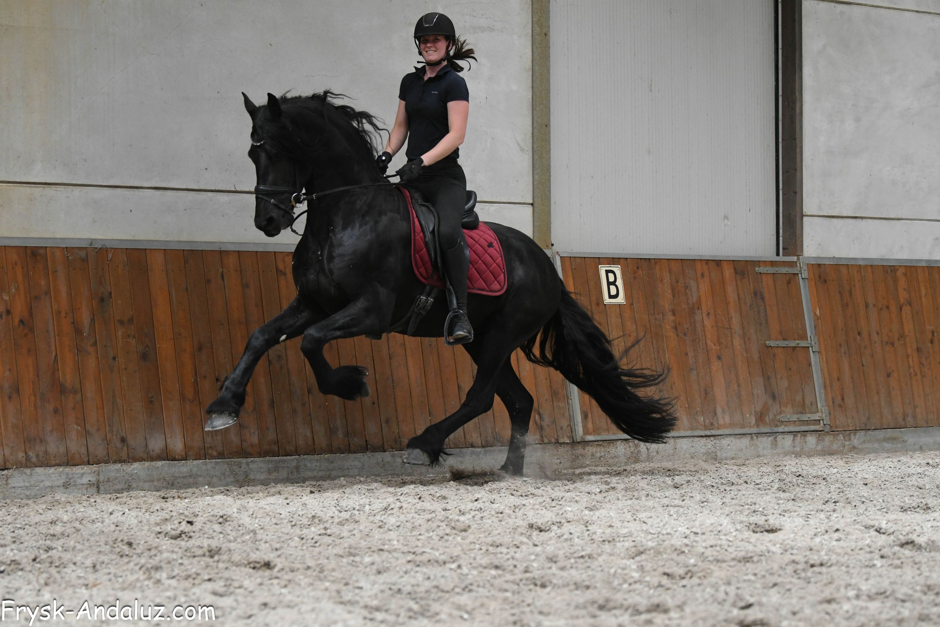 fries hengst 3 years old zwart for sale - Photo 5