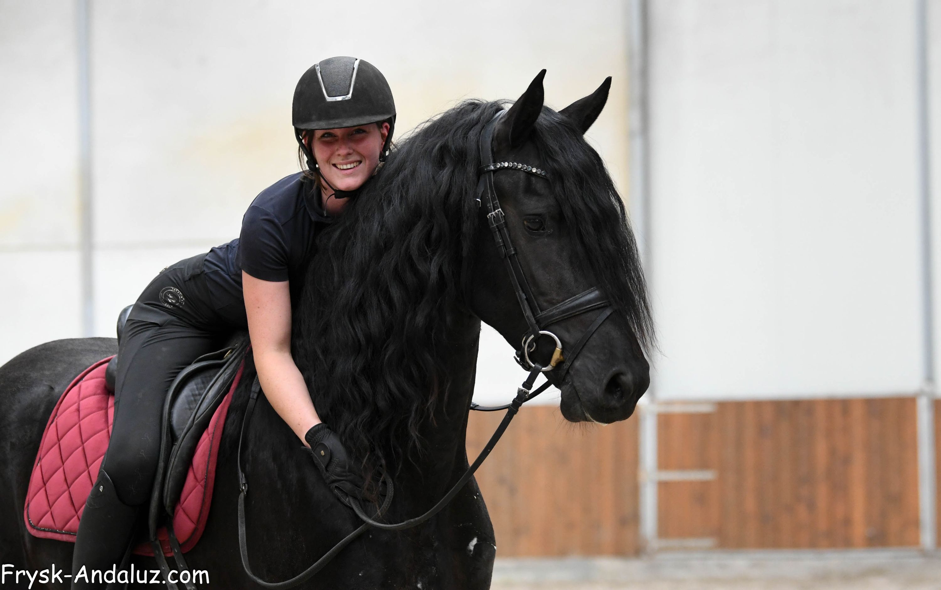 fries hengst 3 years old zwart for sale - Photo 4
