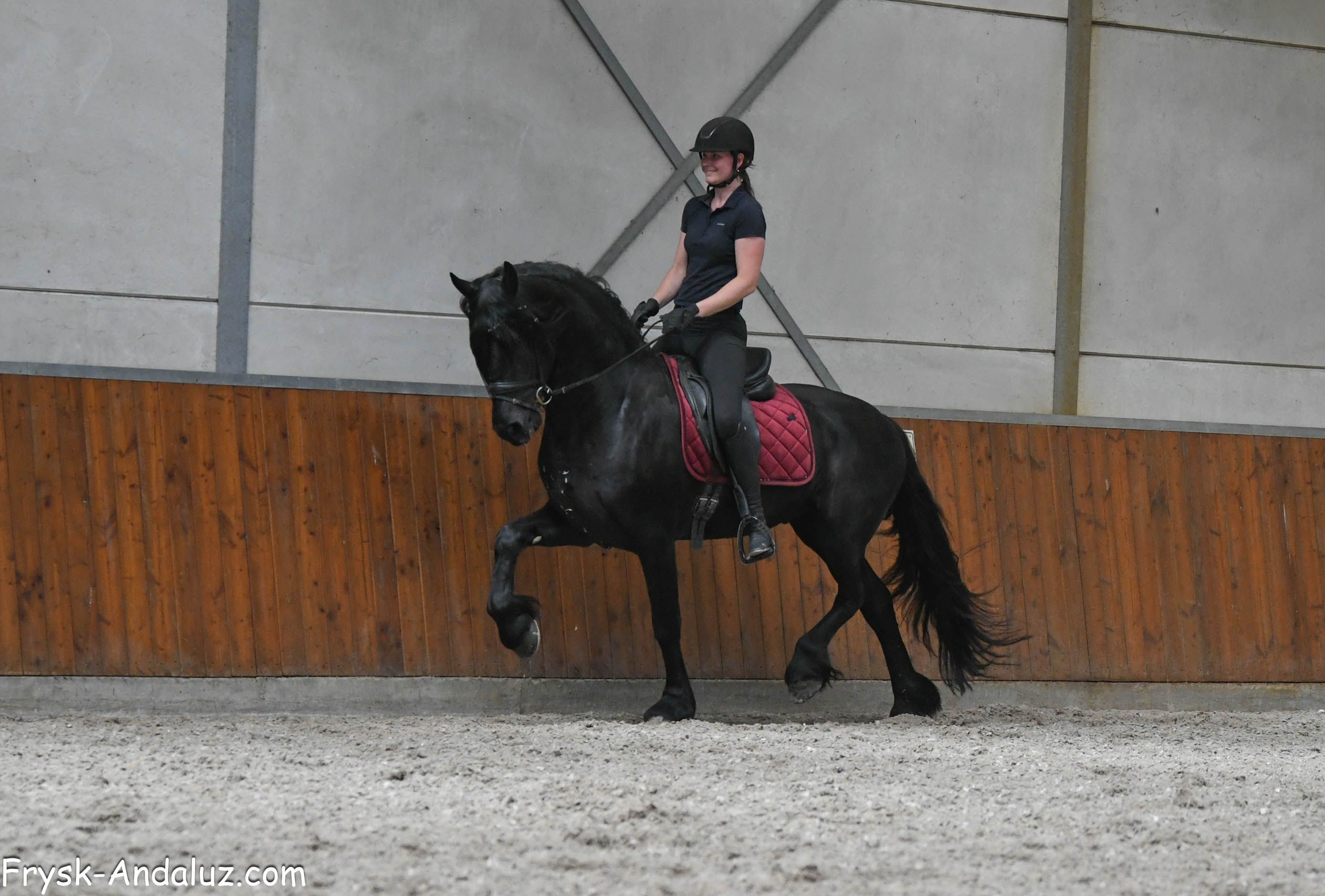 fries hengst 3 years old zwart for sale - Photo 6