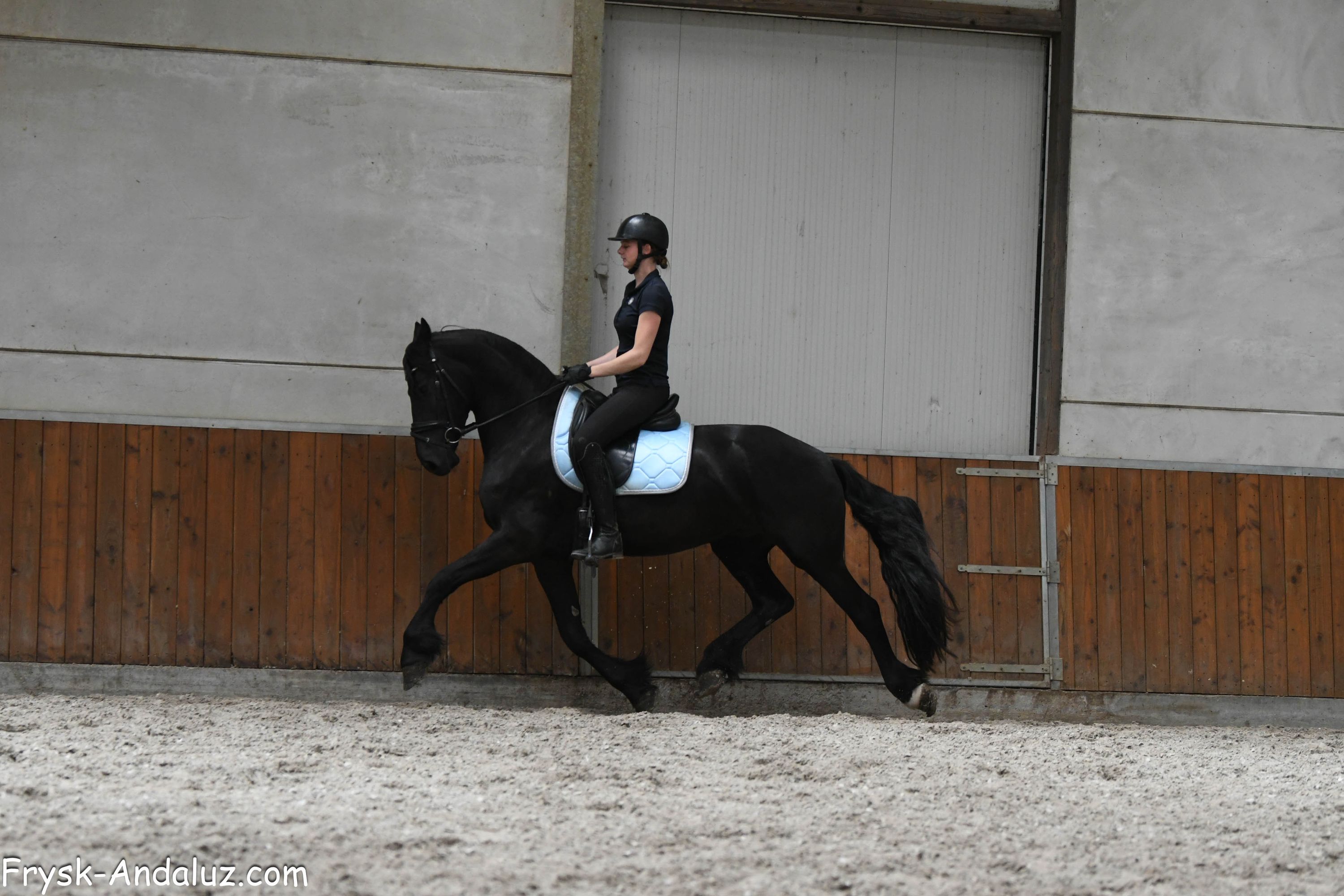 fries ruin 3 years old zwart for sale - Photo 3