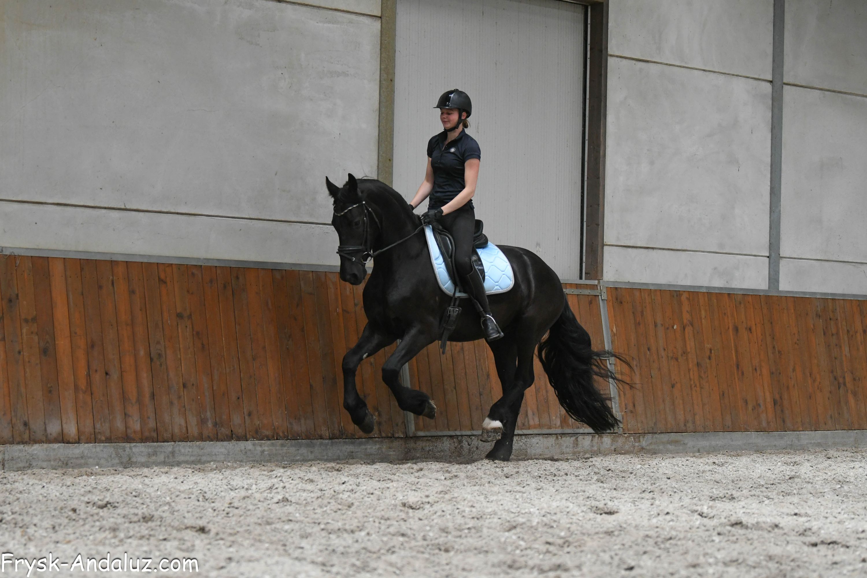 fries ruin 3 years old zwart for sale - Photo 4