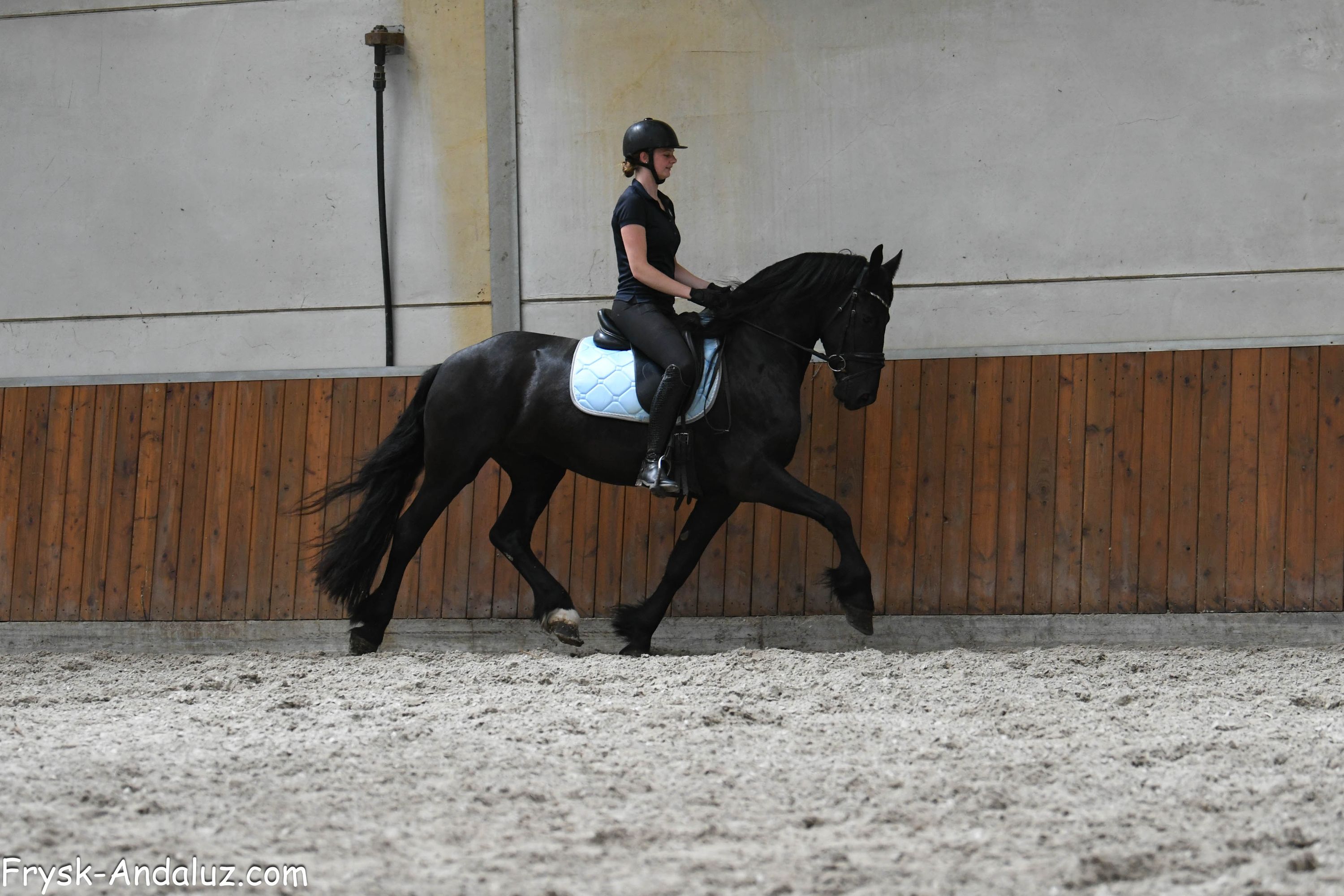 fries ruin 3 years old zwart for sale - Photo 2