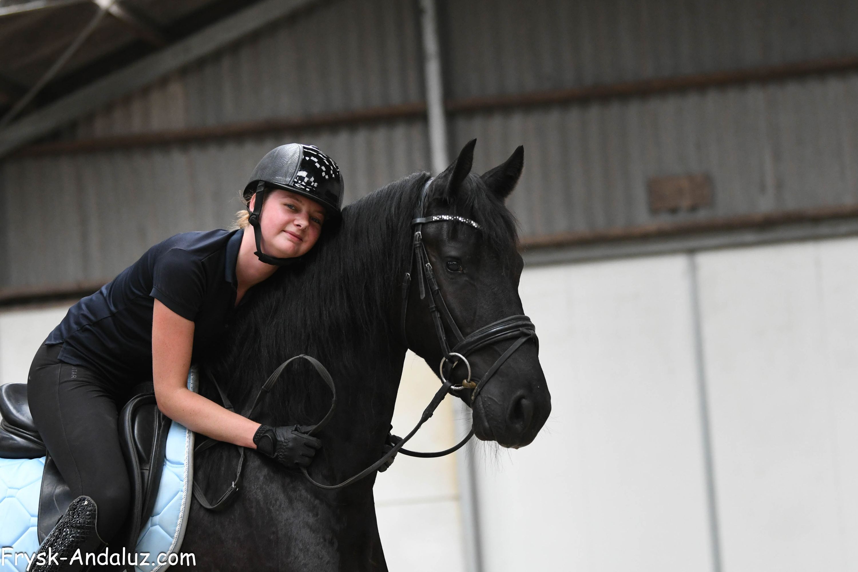 Zazu, beautiful Friesian gelding