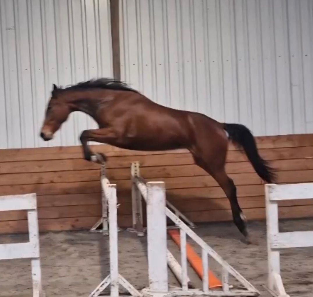 nrps springpaard merrie 3 år bruin till salu - Foto 4