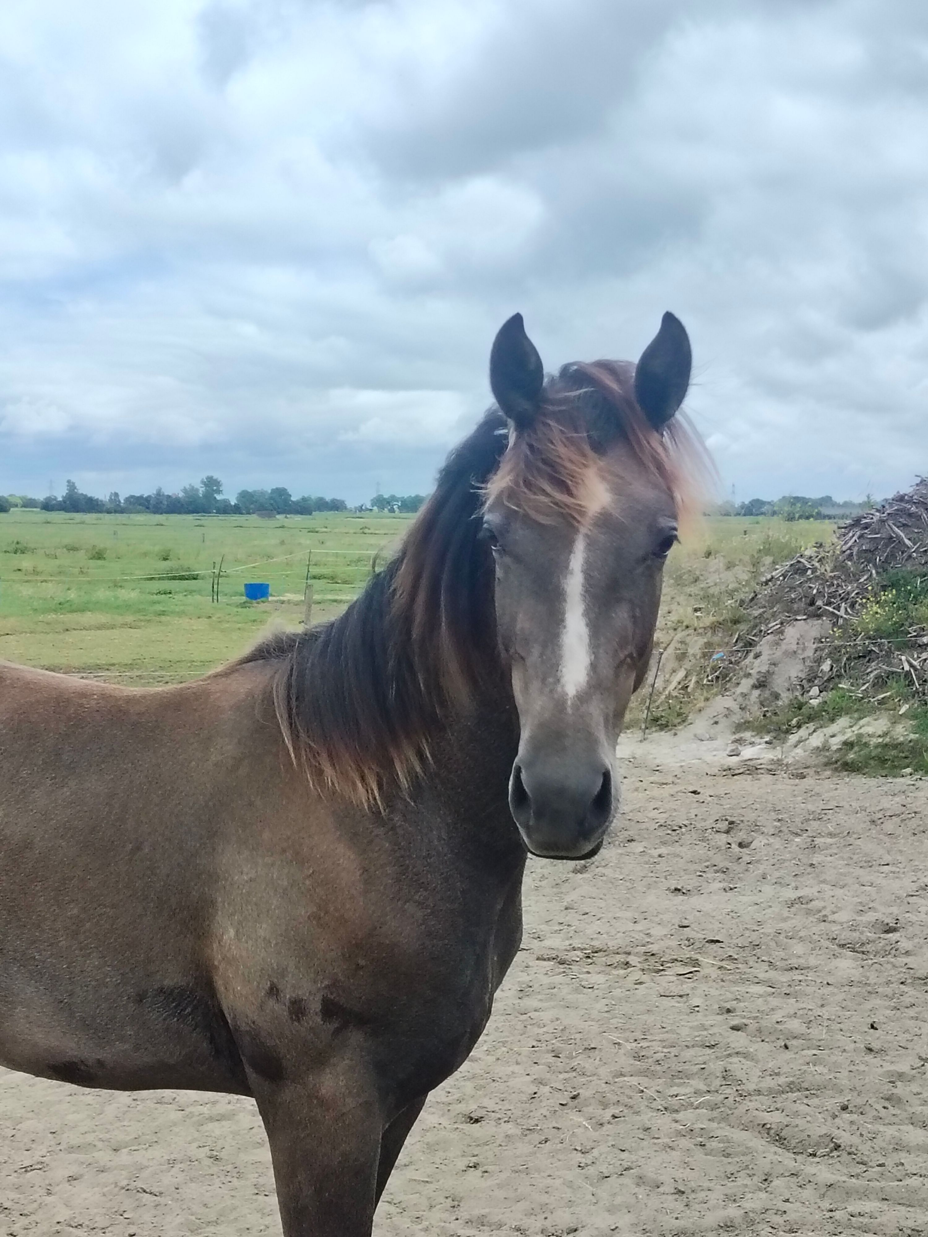 kwpn springpaard hengst 1 jaar schimmel te koop - Hoofdfoto