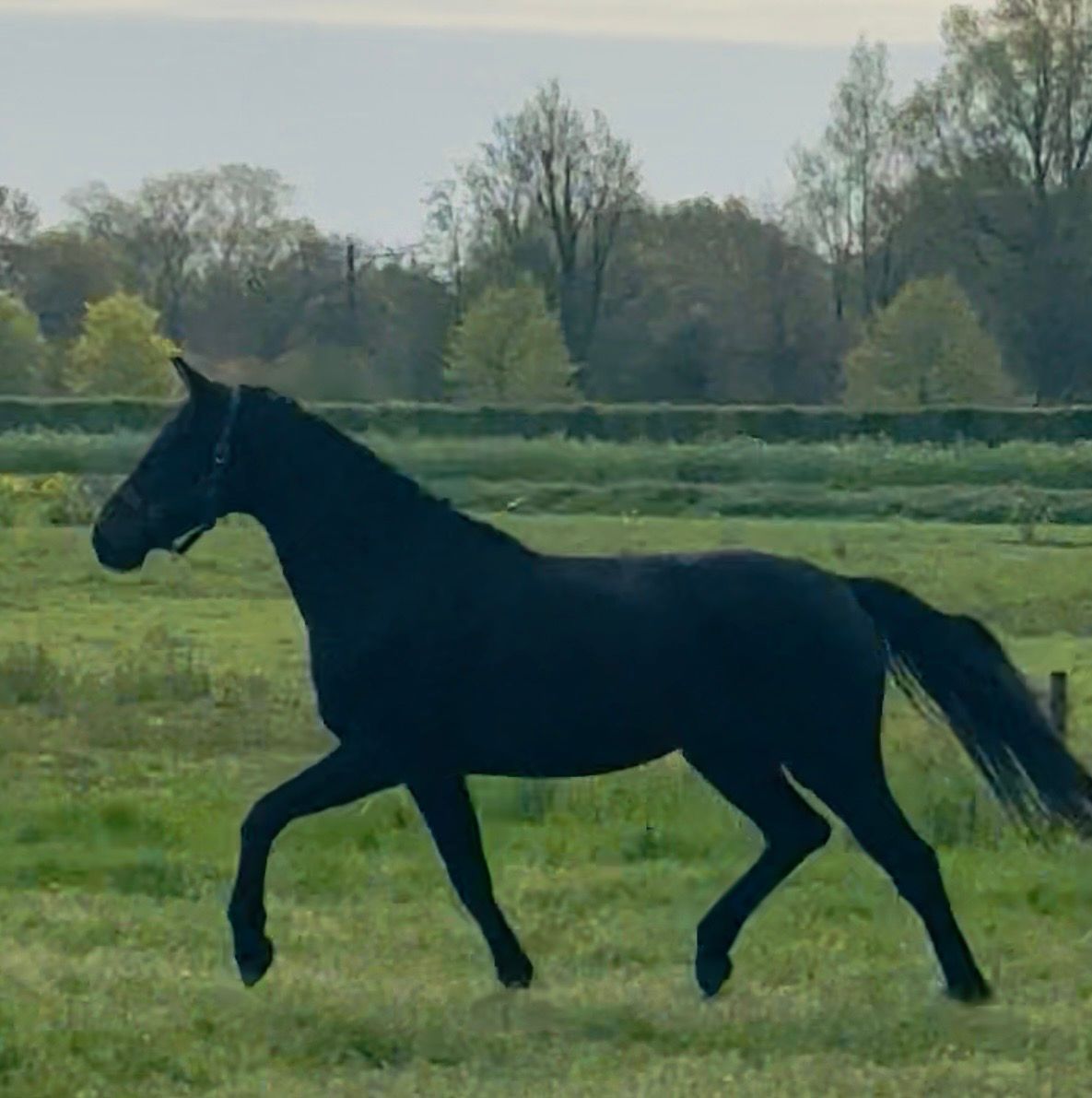 Versatile sweet Westfaler mare 6 years old