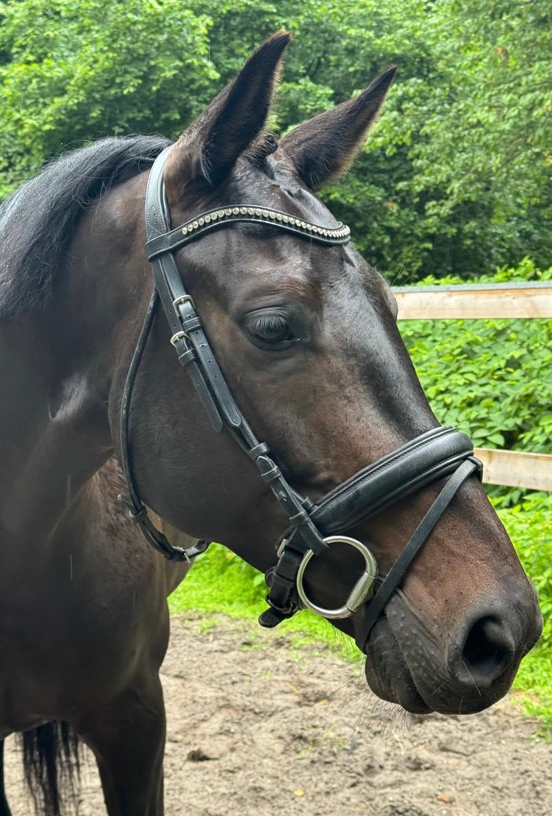 westfalen dressuurpaard merrie 6 years old donkerbruin for sale - Photo 6