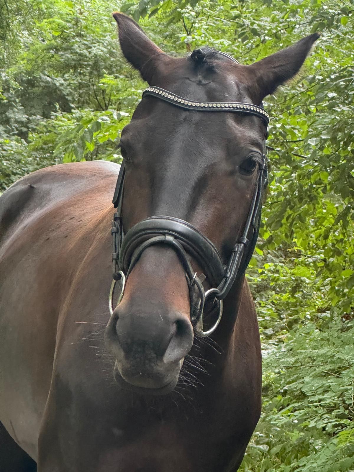 westfalen dressuurpaard merrie 6 years old donkerbruin for sale - Photo 2