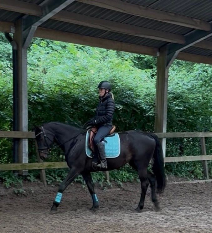 westfalen dressuurpaard merrie 6 years old donkerbruin for sale - Photo 3