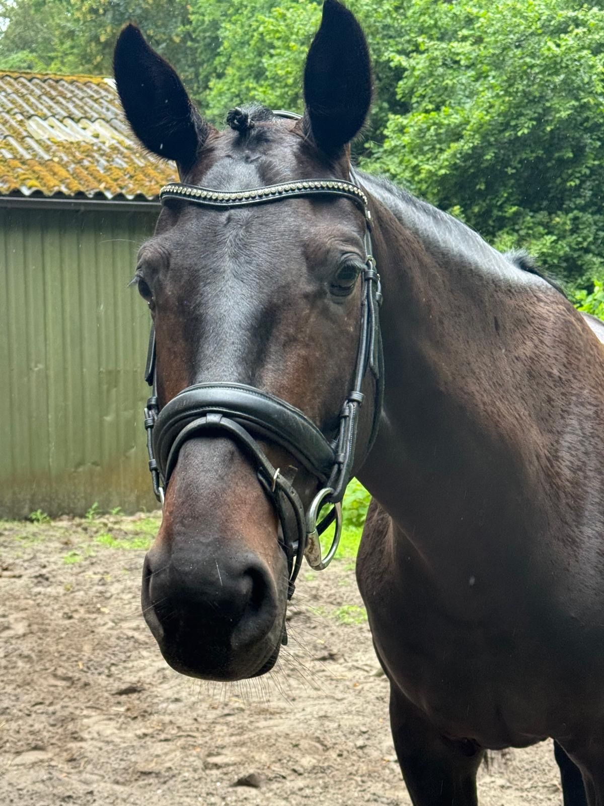 westfalen dressuurpaard merrie 6 years old donkerbruin for sale - Photo 5