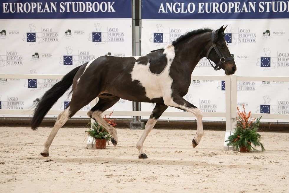 sbs springpony hengst 3 jaar andere-kleur te koop - Foto 2