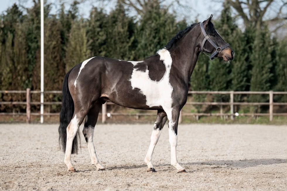 sbs springpony hengst 3 jaar andere-kleur te koop - Foto 3