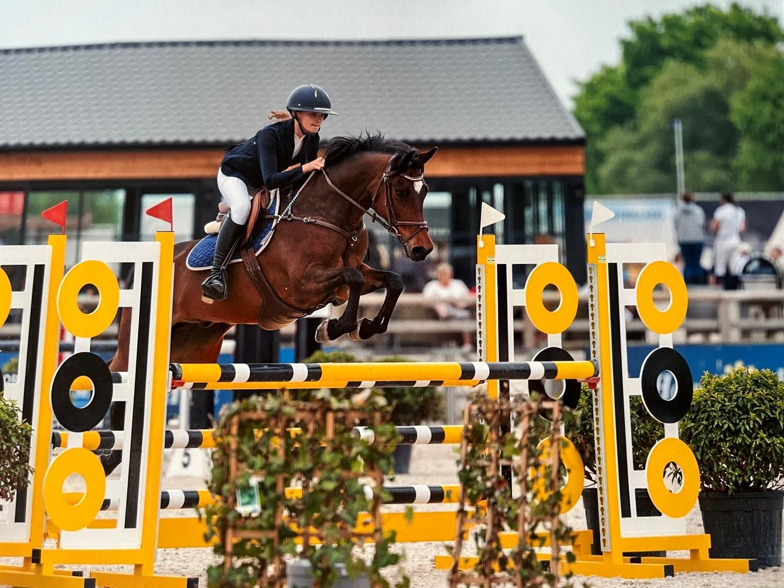 Super fine all-round pony!