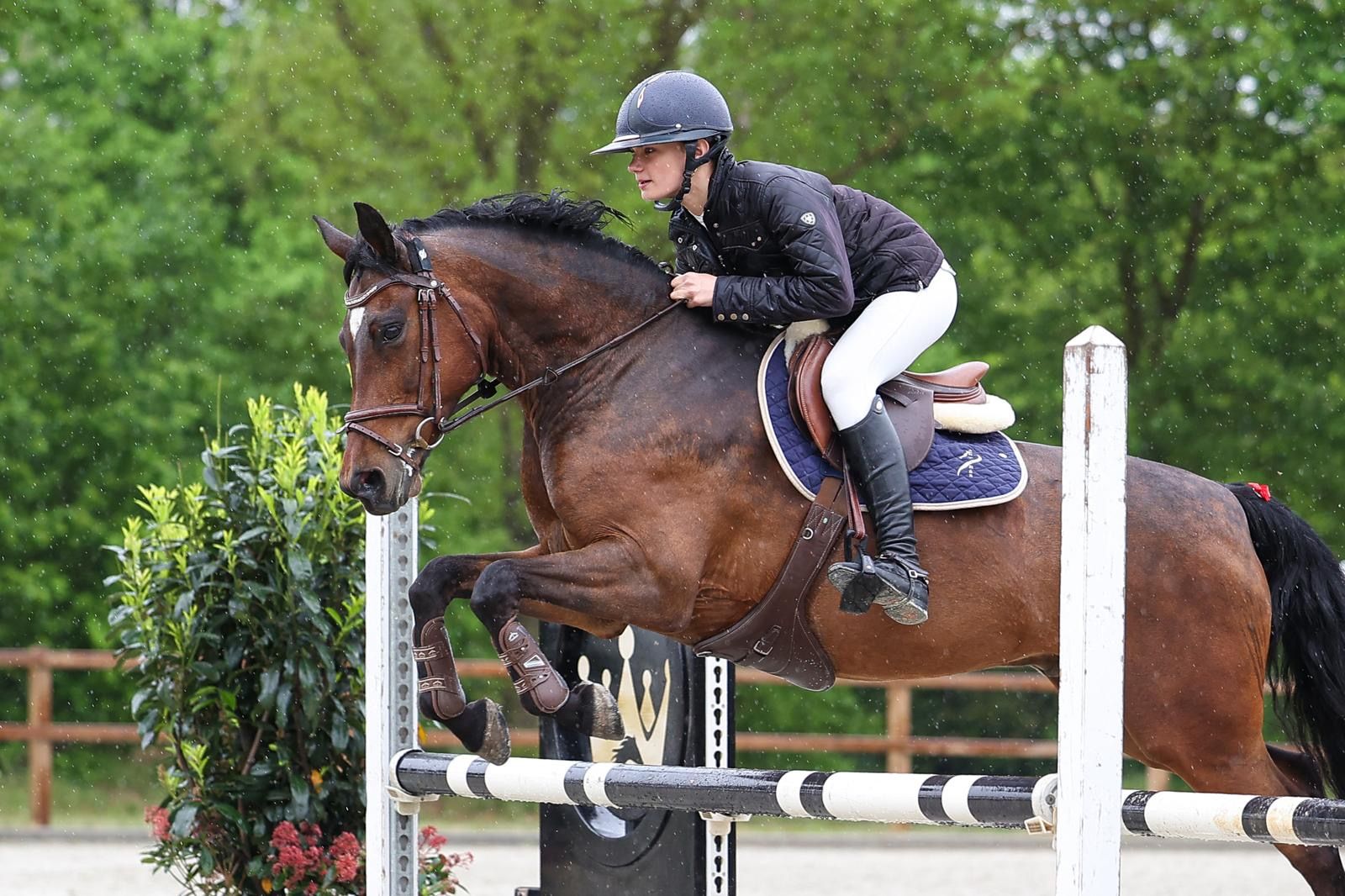 bwp allround-pony ruin 12 years old bruin for sale - Photo 2