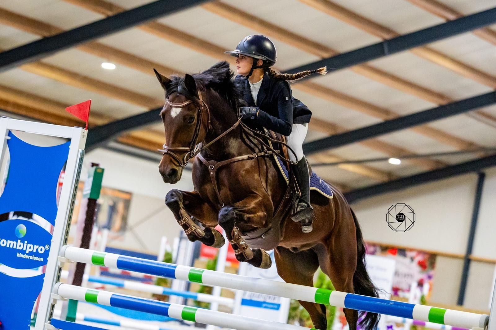 bwp allround-pony ruin 12 years old bruin for sale - Photo 5