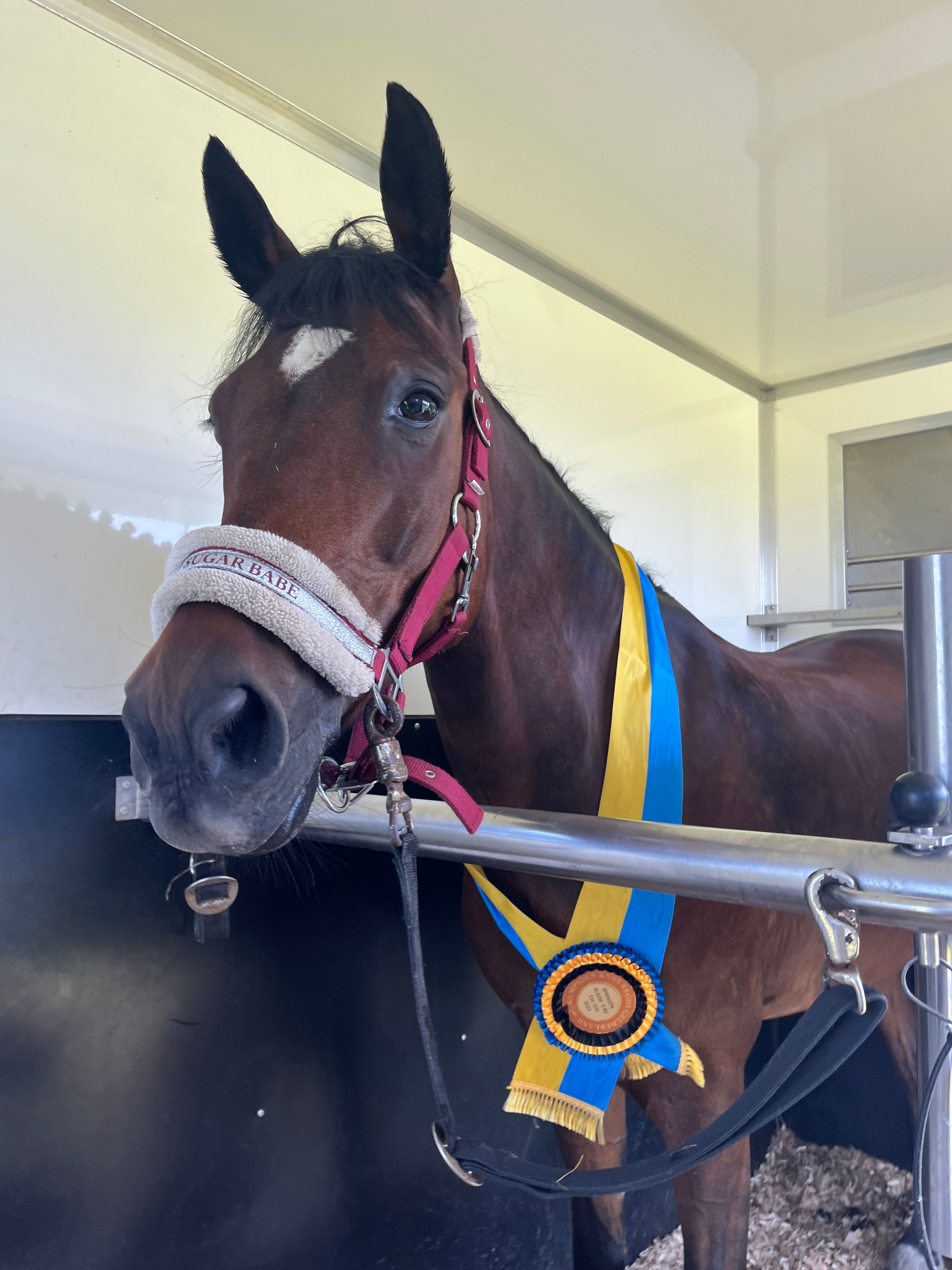 bwp allround-pony ruin 12 years old bruin for sale - Photo 6