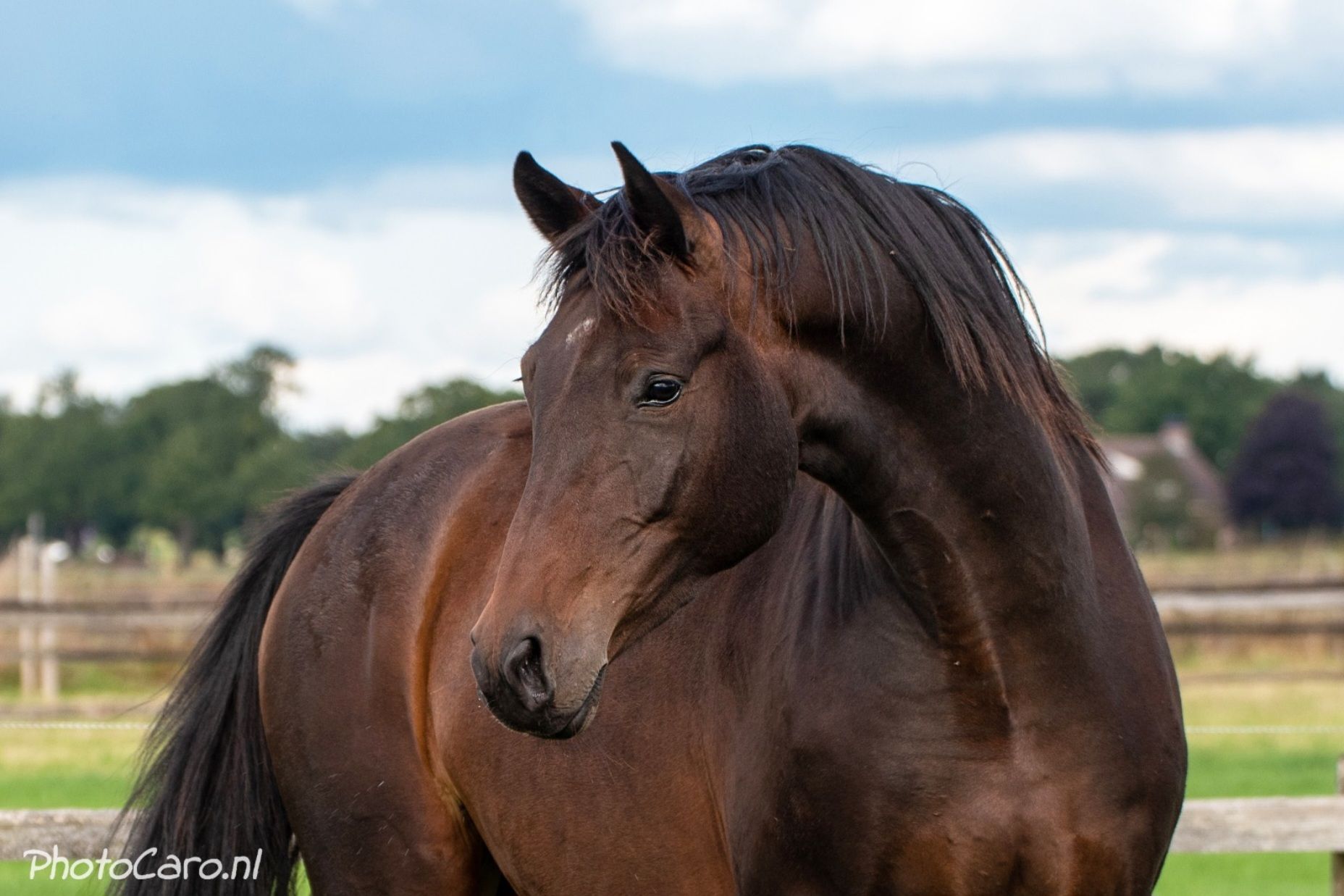 kwpn springpaard merrie 8 years old donkerbruin for sale - Main photo