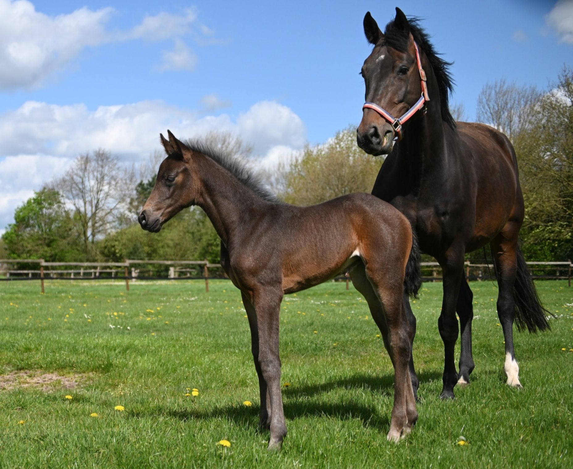 kwpn springpaard merrie 8 years old donkerbruin for sale - Photo 2
