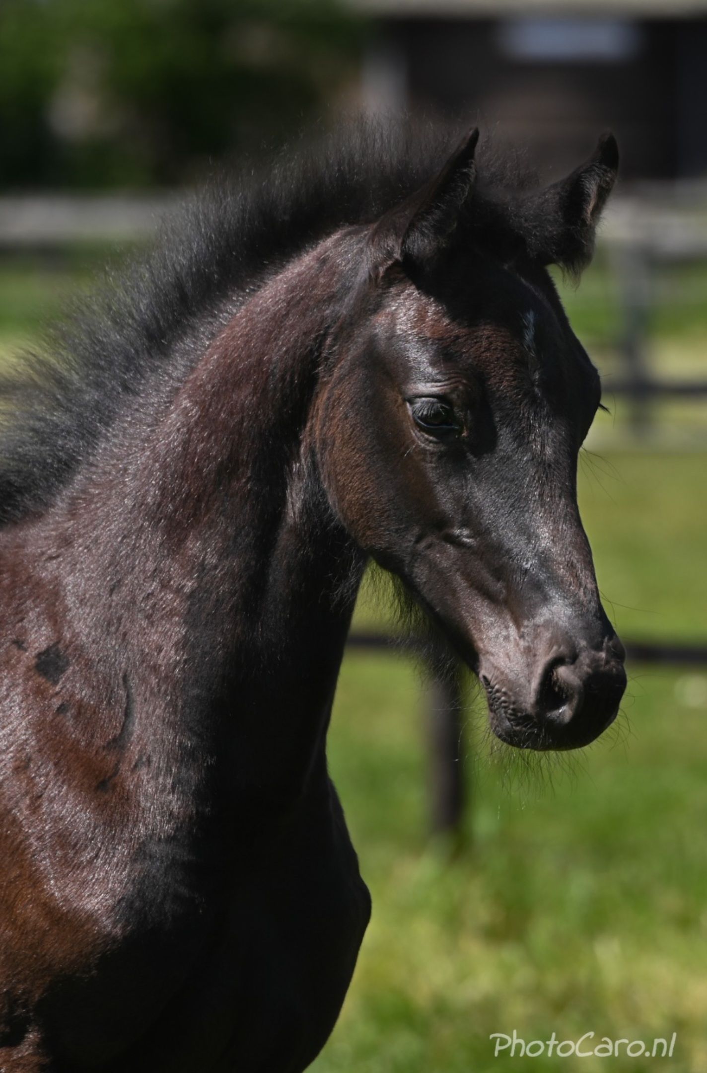 kwpn springpaard merrie 8 years old donkerbruin for sale - Photo 3