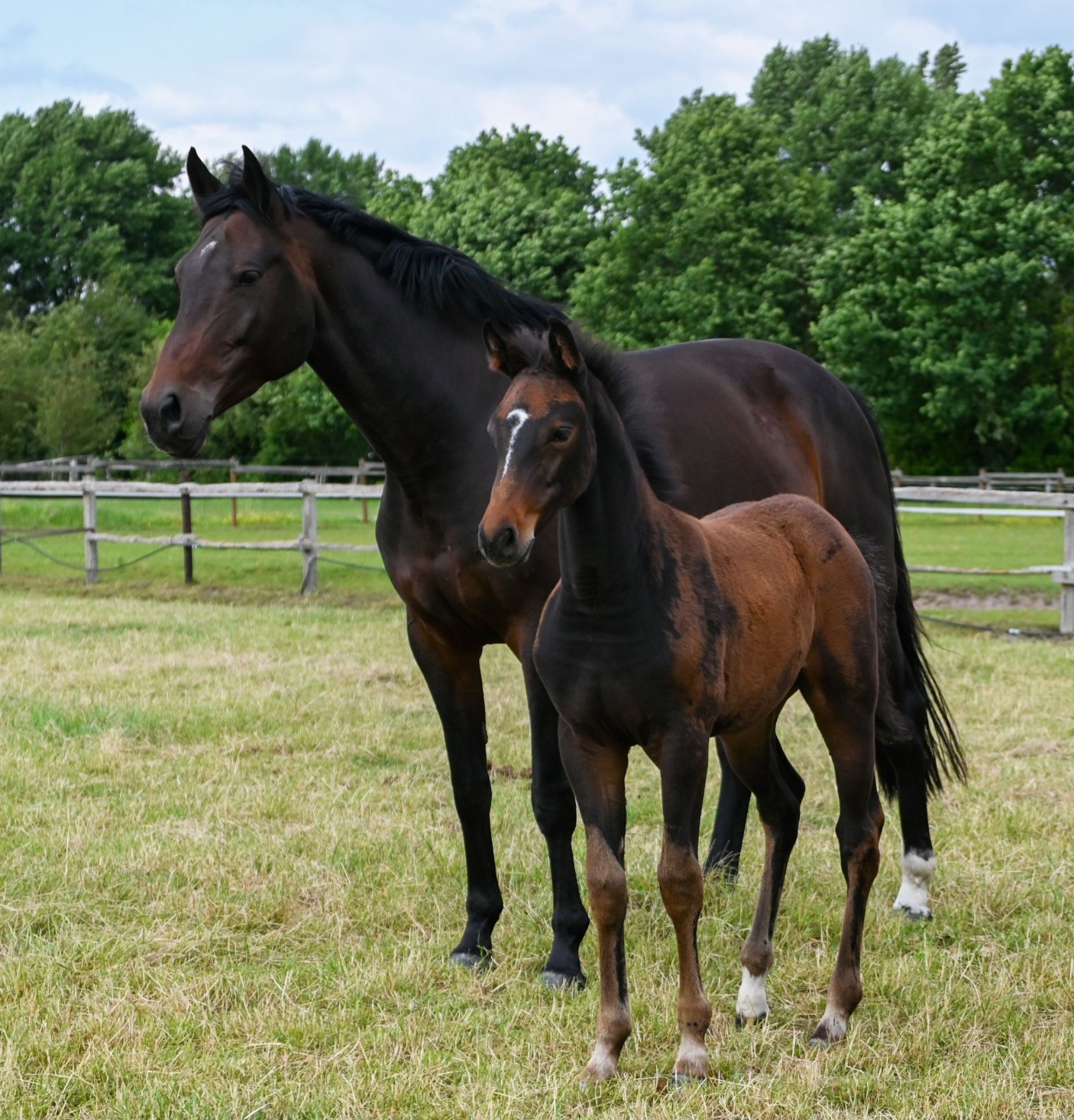 kwpn springpaard merrie 8 years old donkerbruin for sale - Photo 4