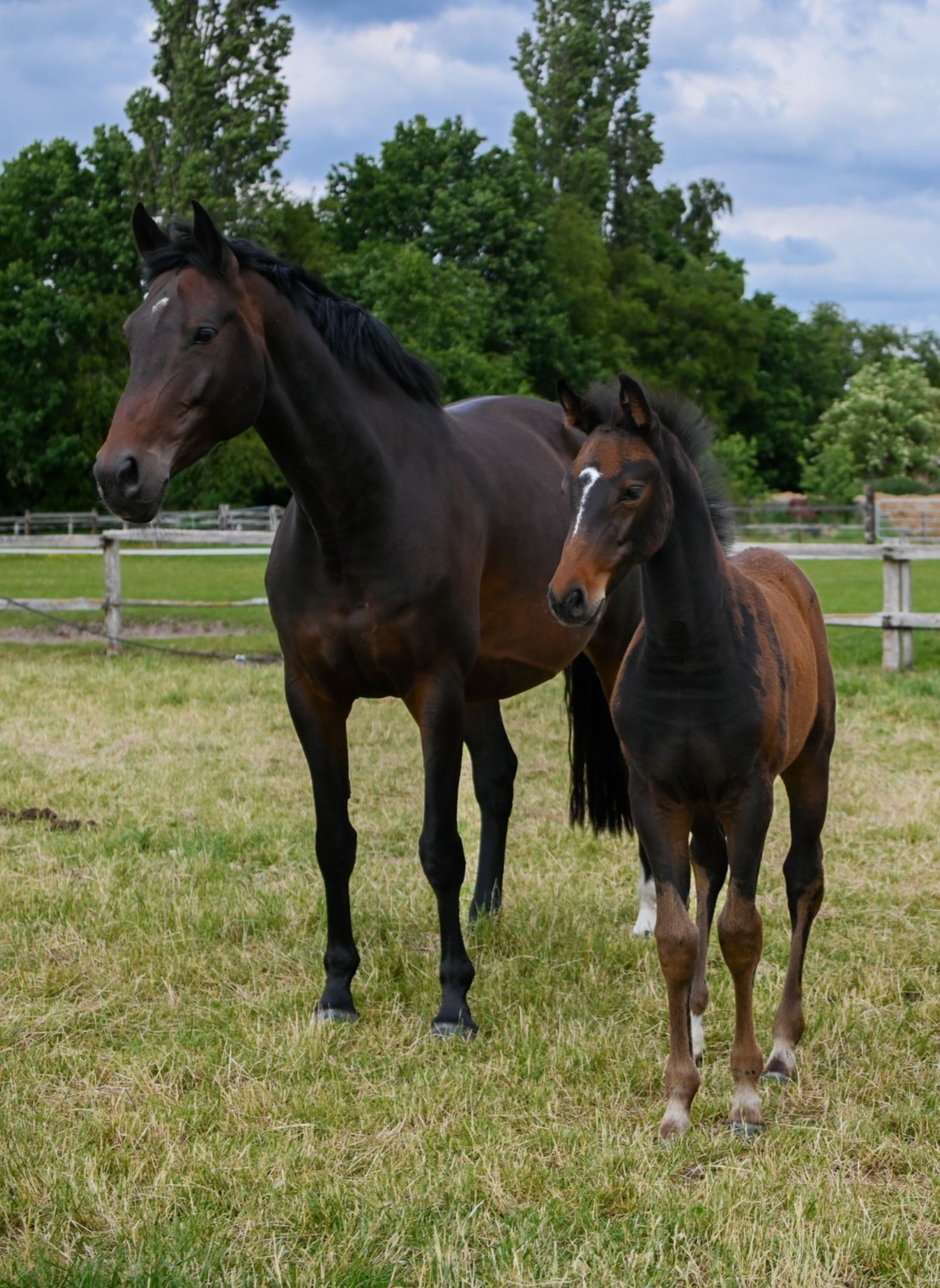 kwpn springpaard merrie 8 years old donkerbruin for sale - Photo 5