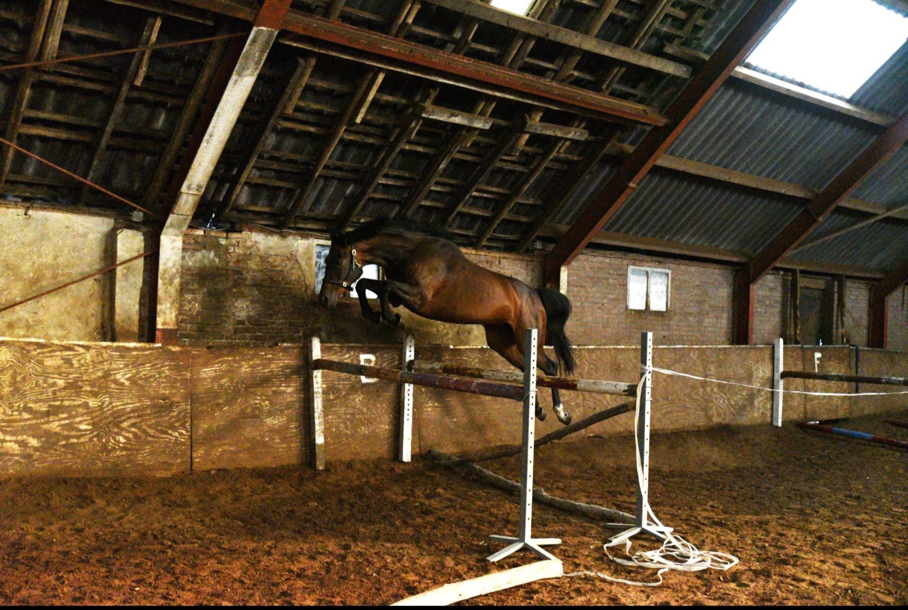kwpn springpaard merrie 8 years old donkerbruin for sale - Photo 6