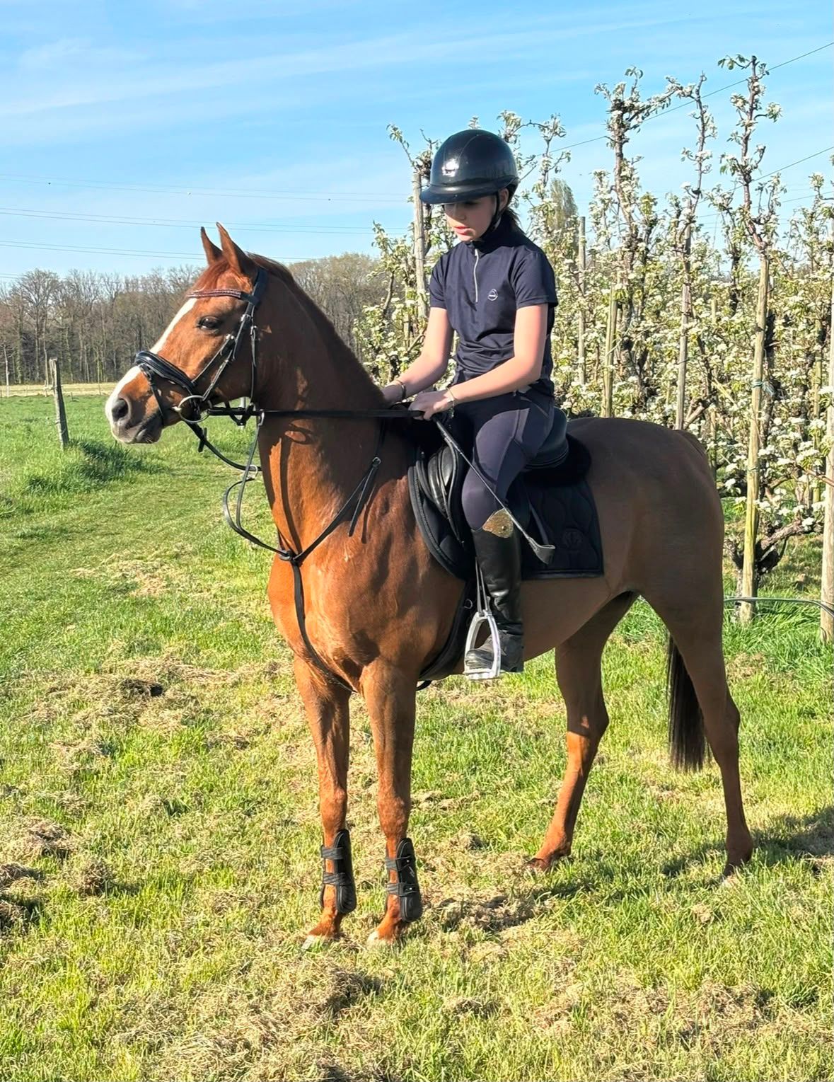 Superlyhörd och pålitlig D-ponny 
 - Foto 3