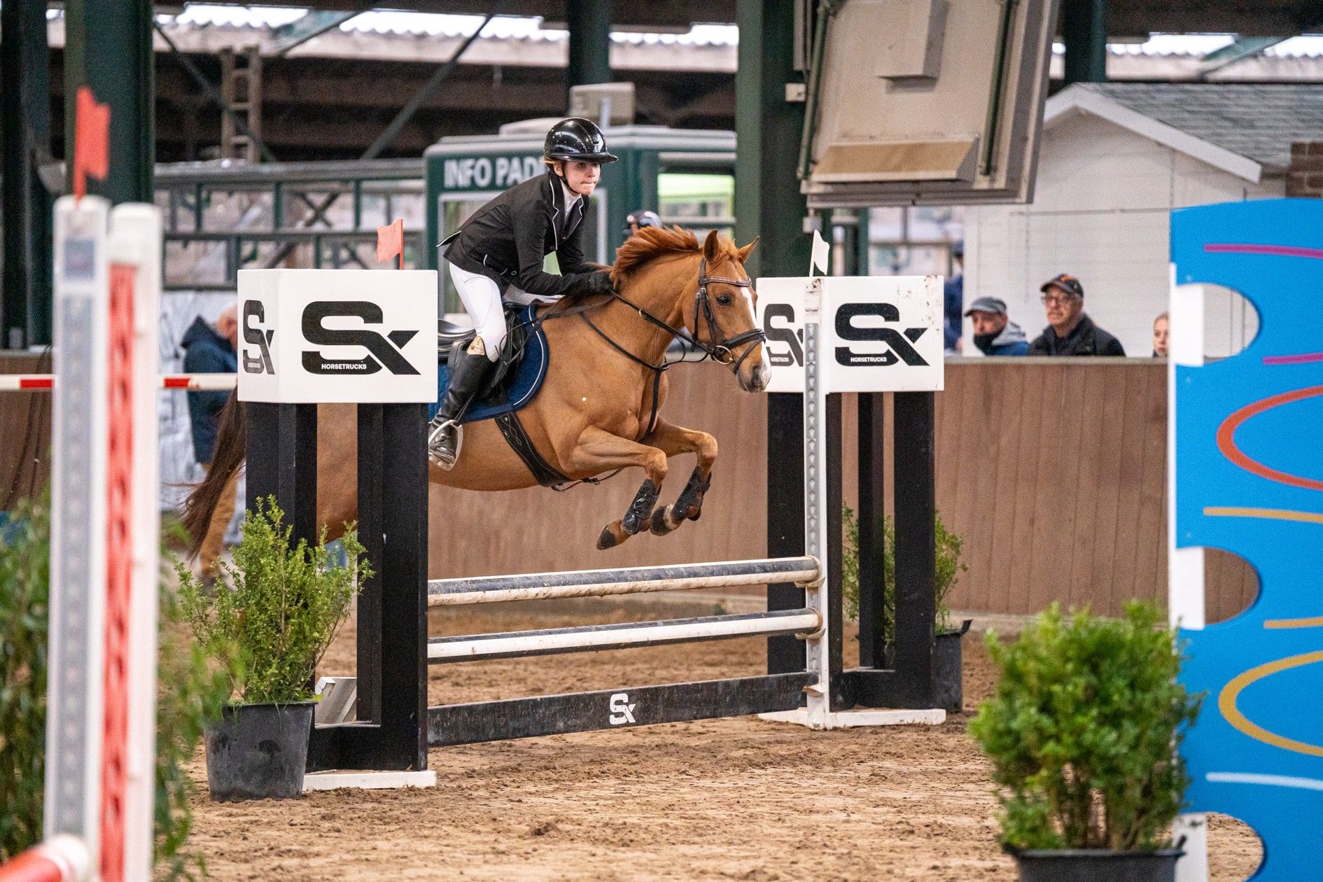Super betrouwbare D-pony