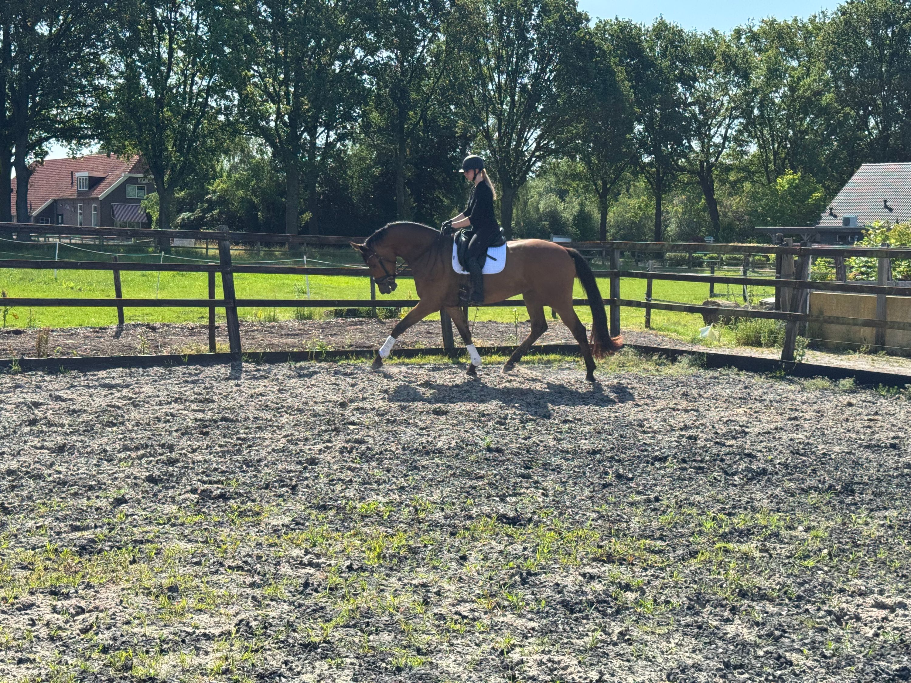 kwpn dressuurpaard ruin 4 años bruin en venta - Foto 6