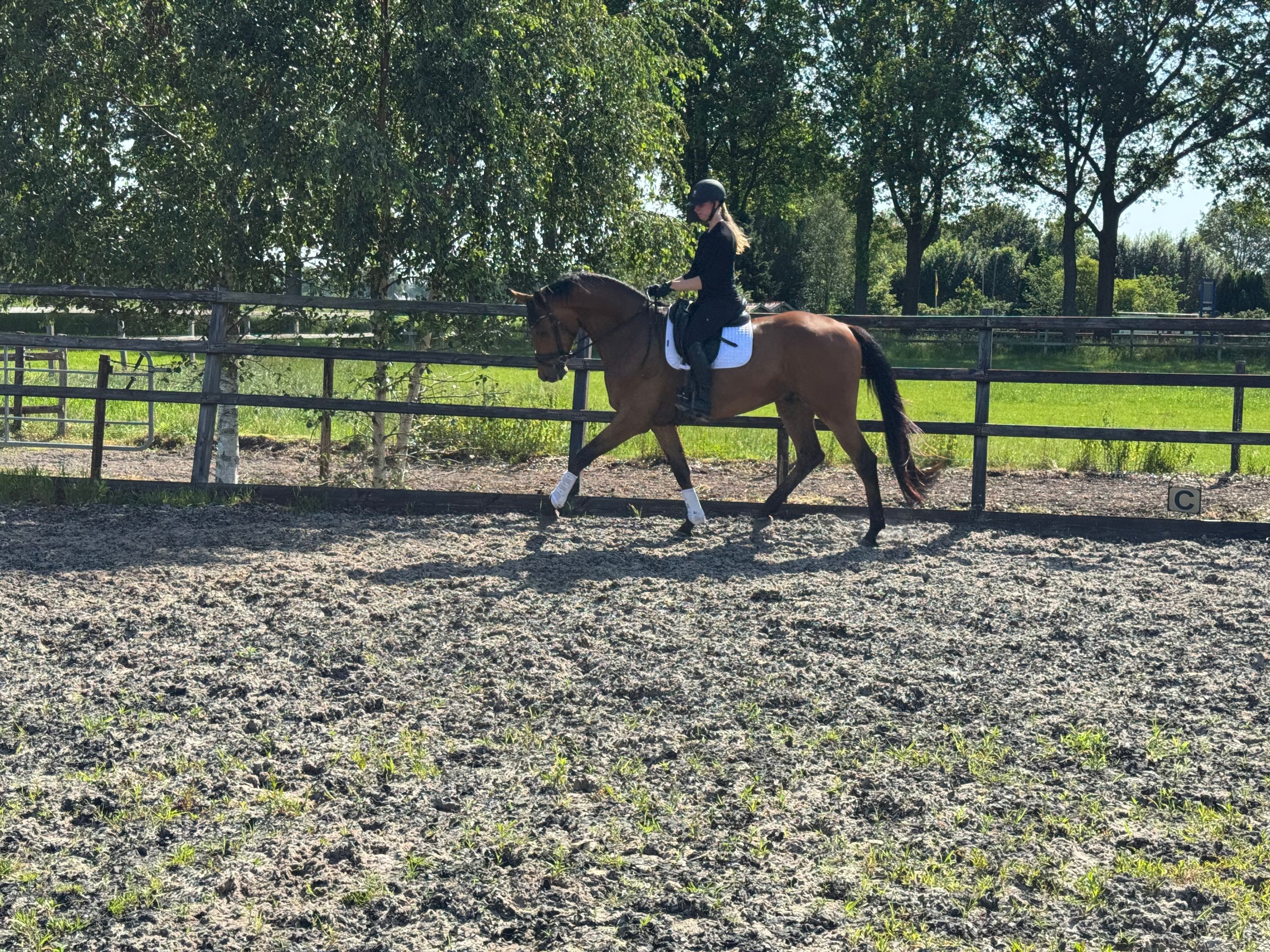 kwpn dressuurpaard ruin 4 años bruin en venta - Foto 5