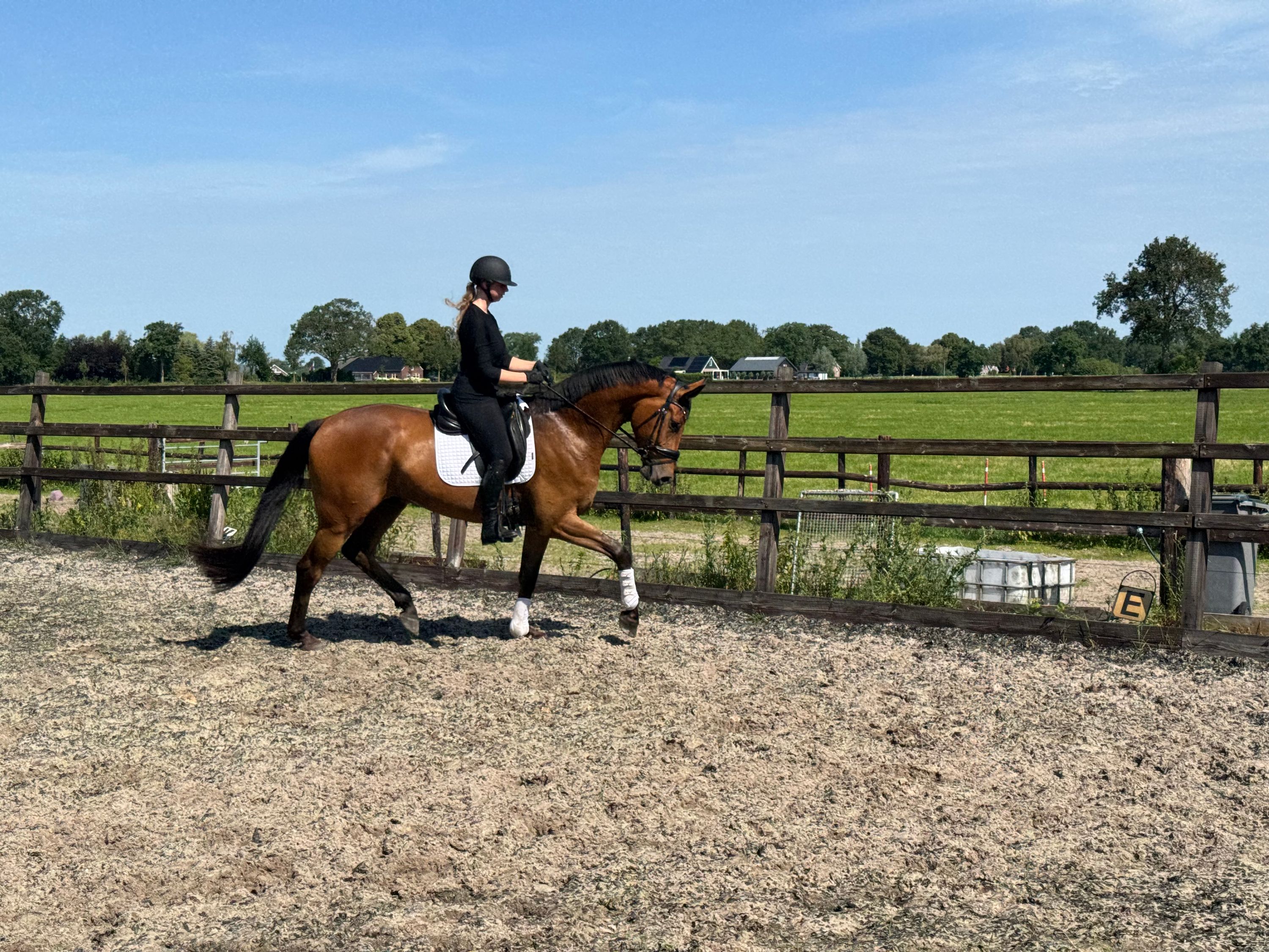 kwpn dressuurpaard ruin 4 años bruin en venta - Foto 2