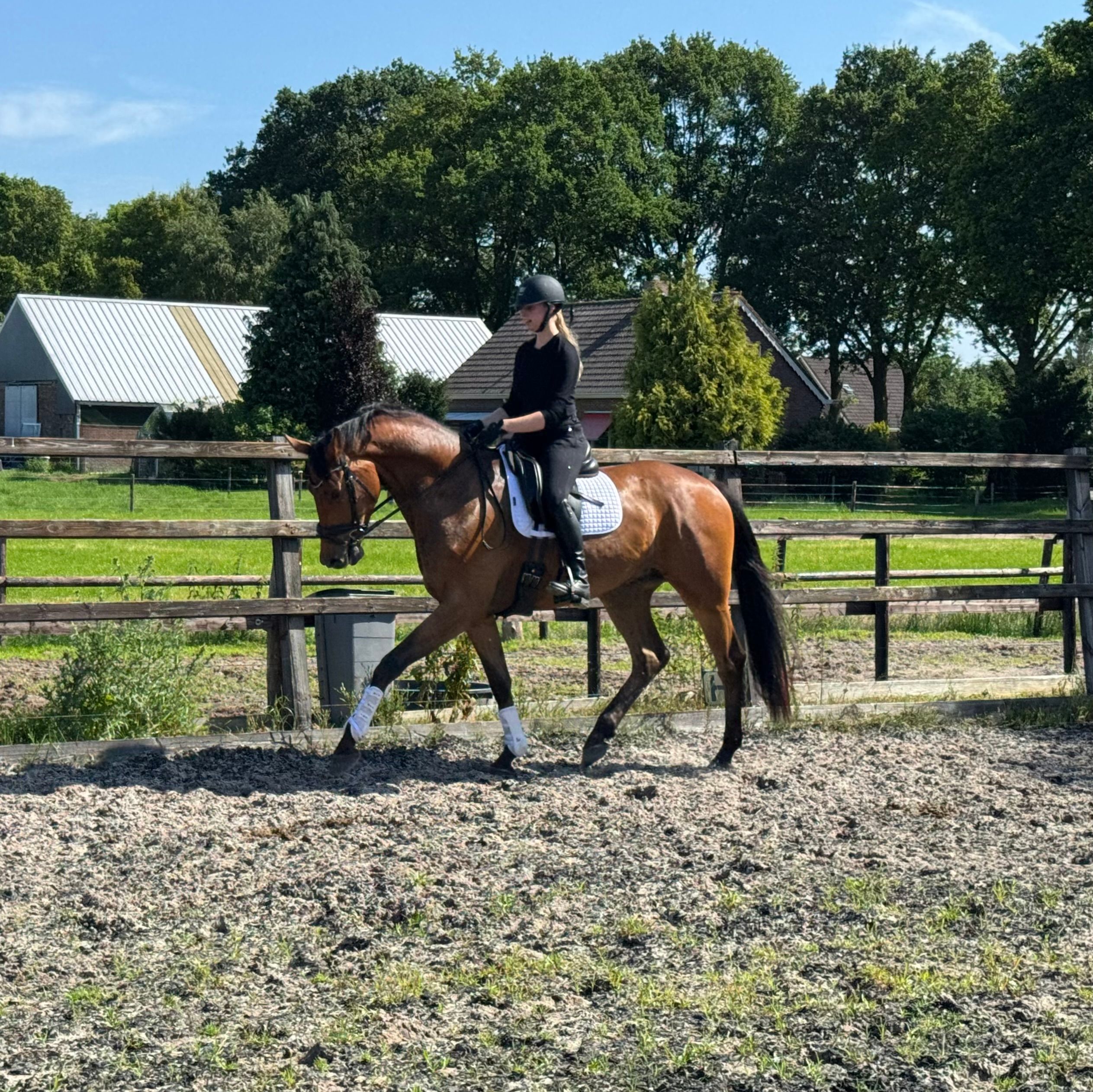 Talangfull 4-årig valack (Filou x Hemmingway)