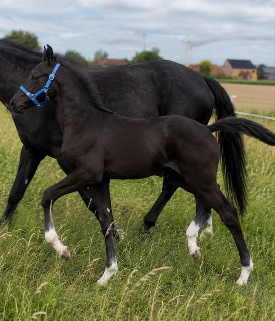 "DREAM" stunningly beautiful filly "Las Vegas x Fidertanz"