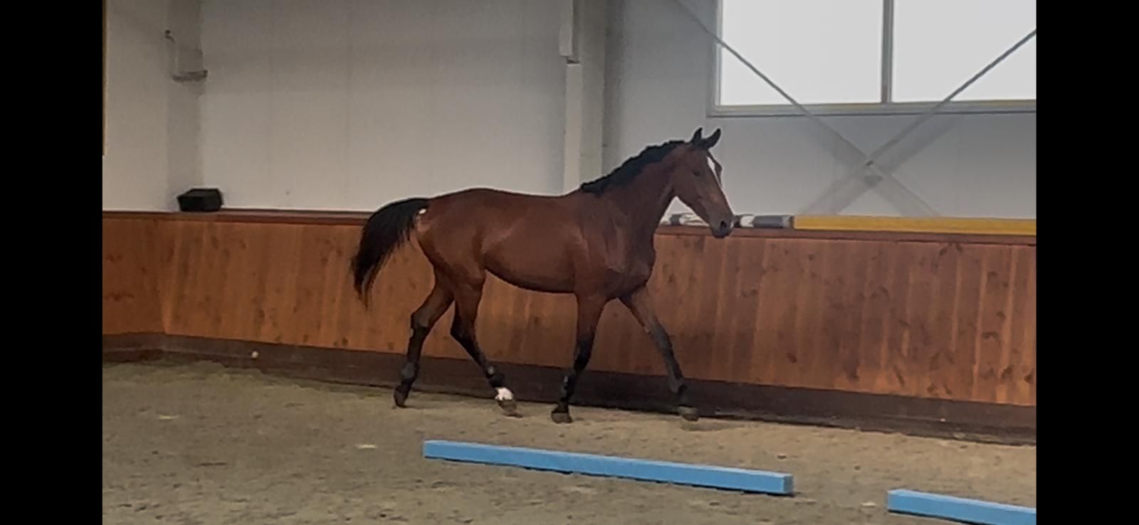 kwpn springpaard merrie 3 ans bruin à vendre - Photo 3
