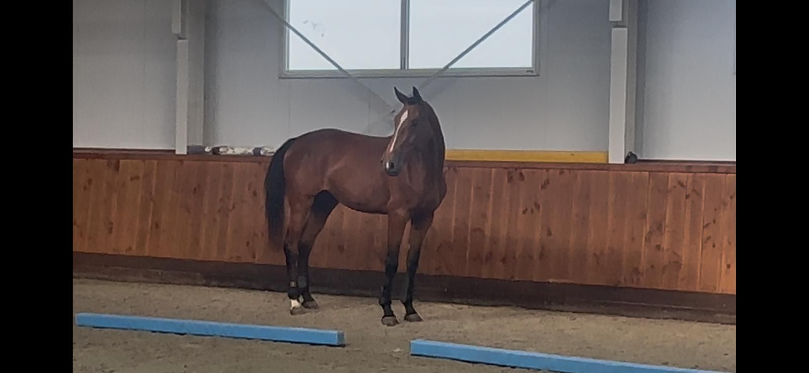 kwpn springpaard merrie 3 ans bruin à vendre - Photo 2