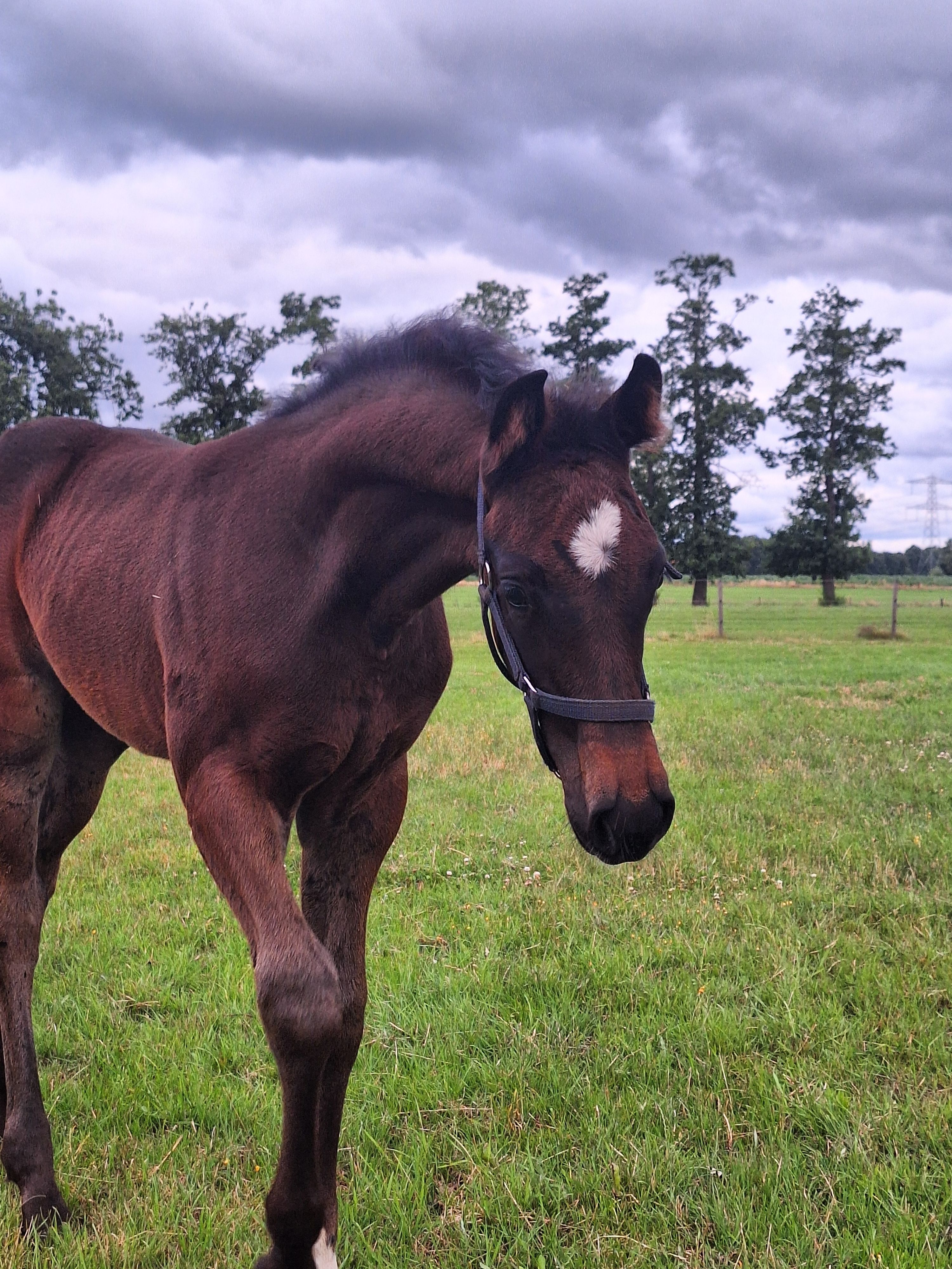 kwpn springpaard hengst 0 years old donkerbruin for sale - Main photo