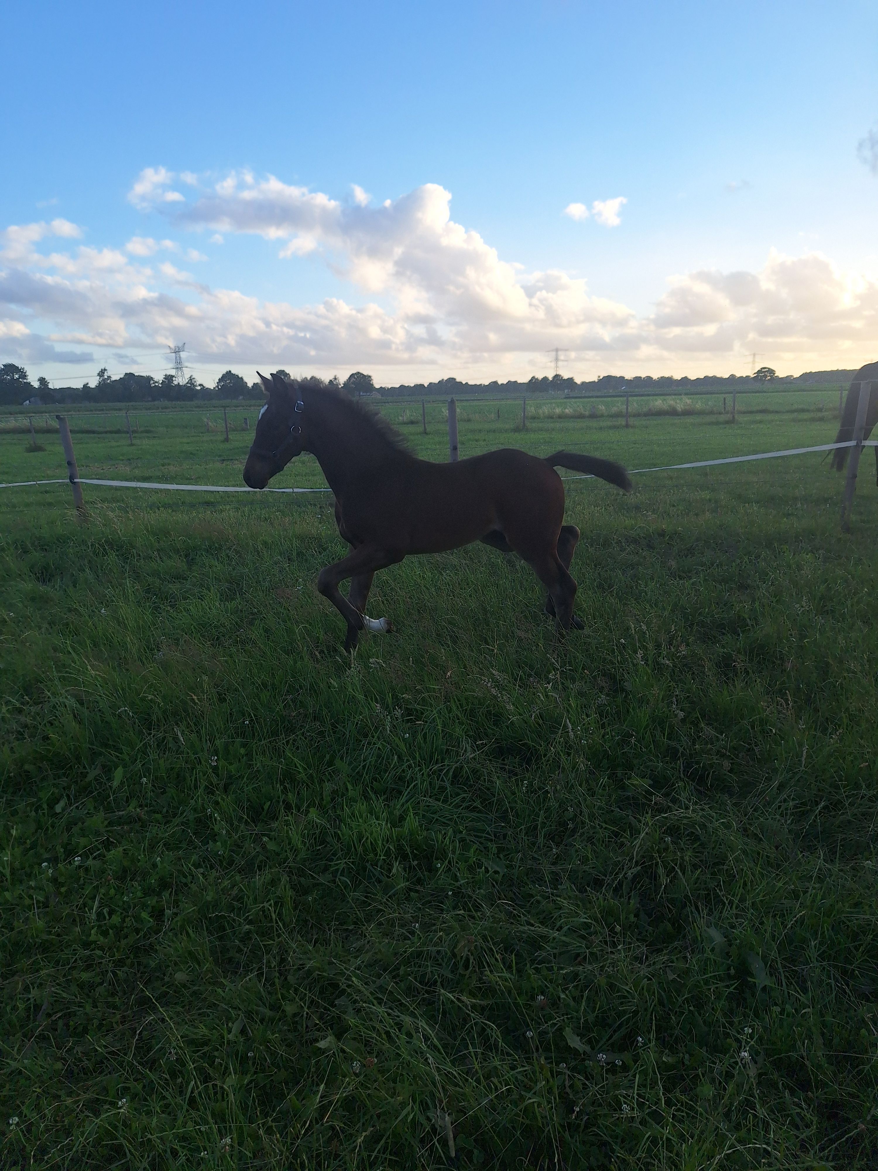 kwpn springpaard hengst 0 years old donkerbruin for sale - Photo 3
