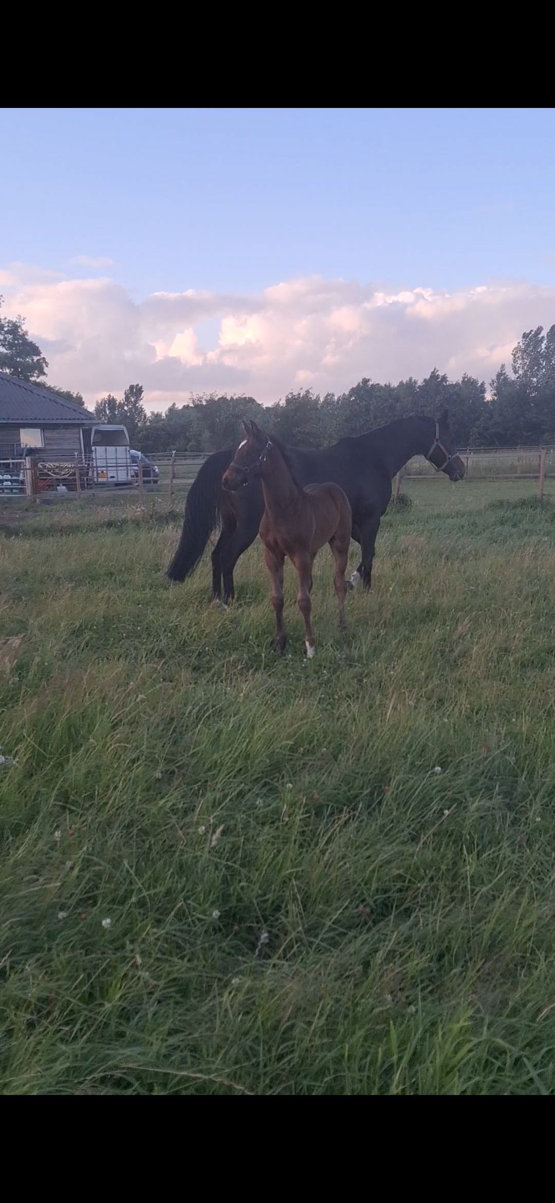 kwpn springpaard hengst 0 years old donkerbruin for sale - Photo 2