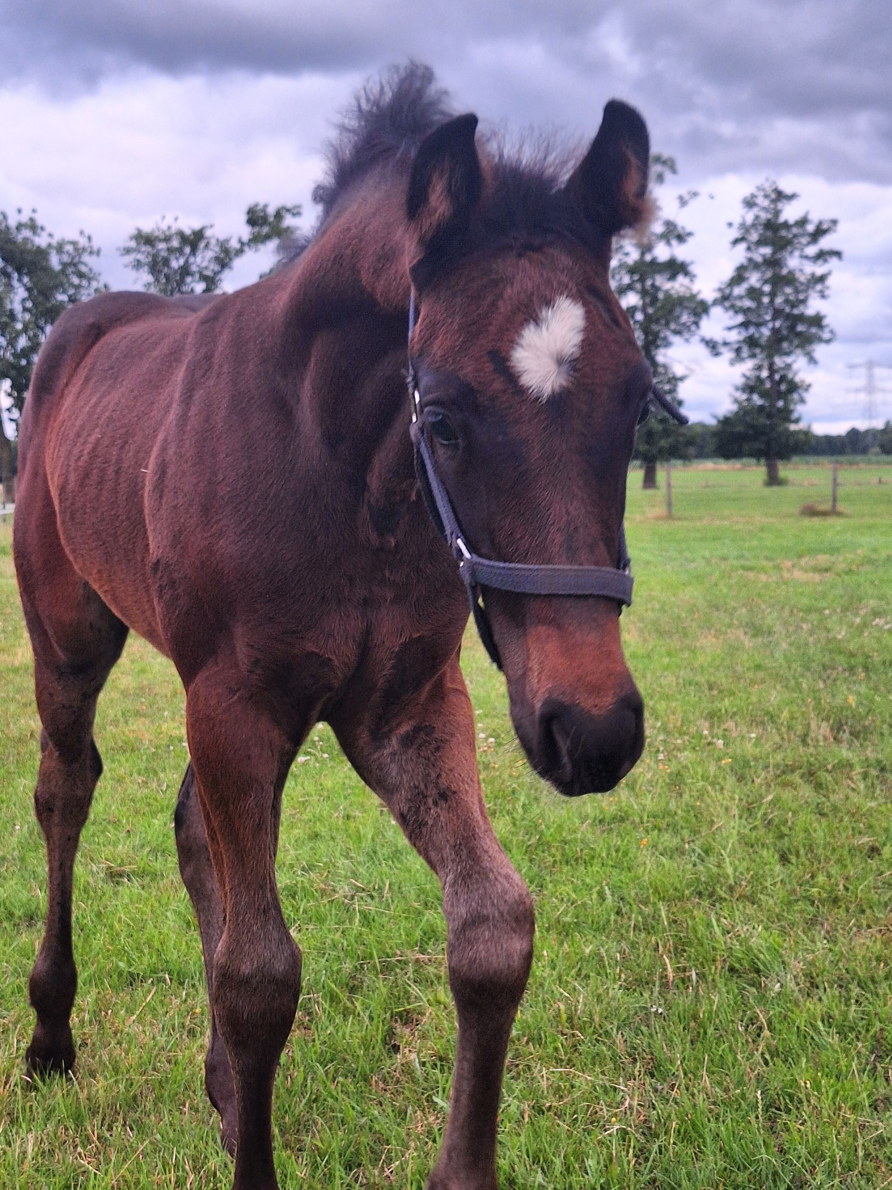 kwpn springpaard hengst 0 years old donkerbruin for sale - Photo 4