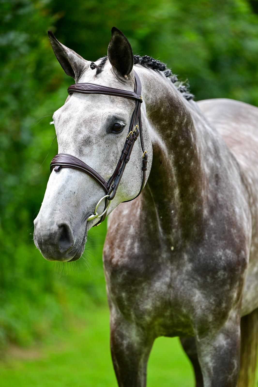 zangersheide springpaard merrie 7 jaar schimmel te koop - Foto 3
