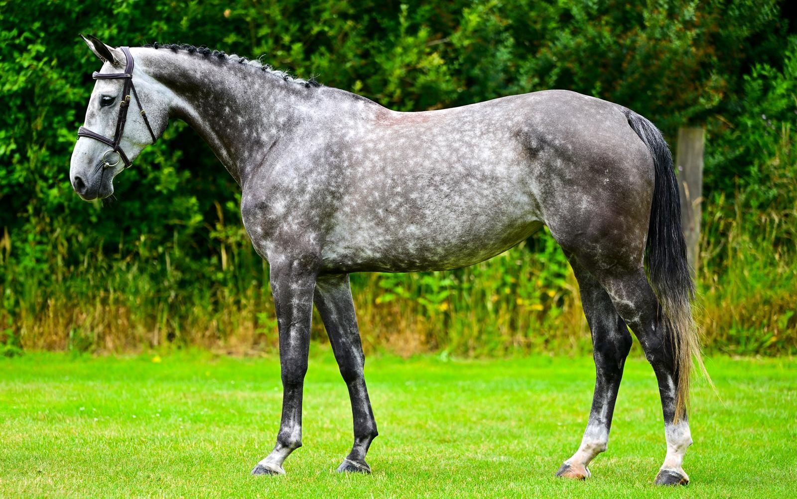 zangersheide springpaard merrie 7 jaar schimmel te koop - Foto 4