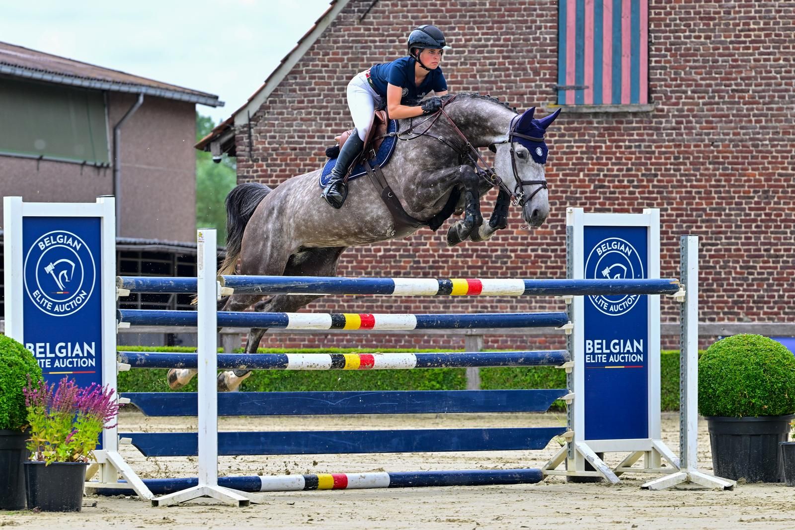 zangersheide springpaard merrie 7 jaar schimmel te koop - Foto 2
