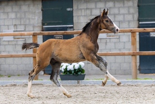 kwpn springpaard hengst 0 år bruin till salu - Foto 2