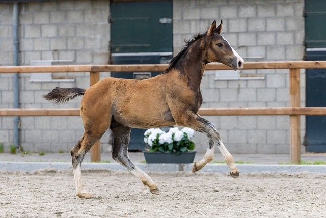 kwpn springpaard hengst 0 år bruin till salu - Foto 3