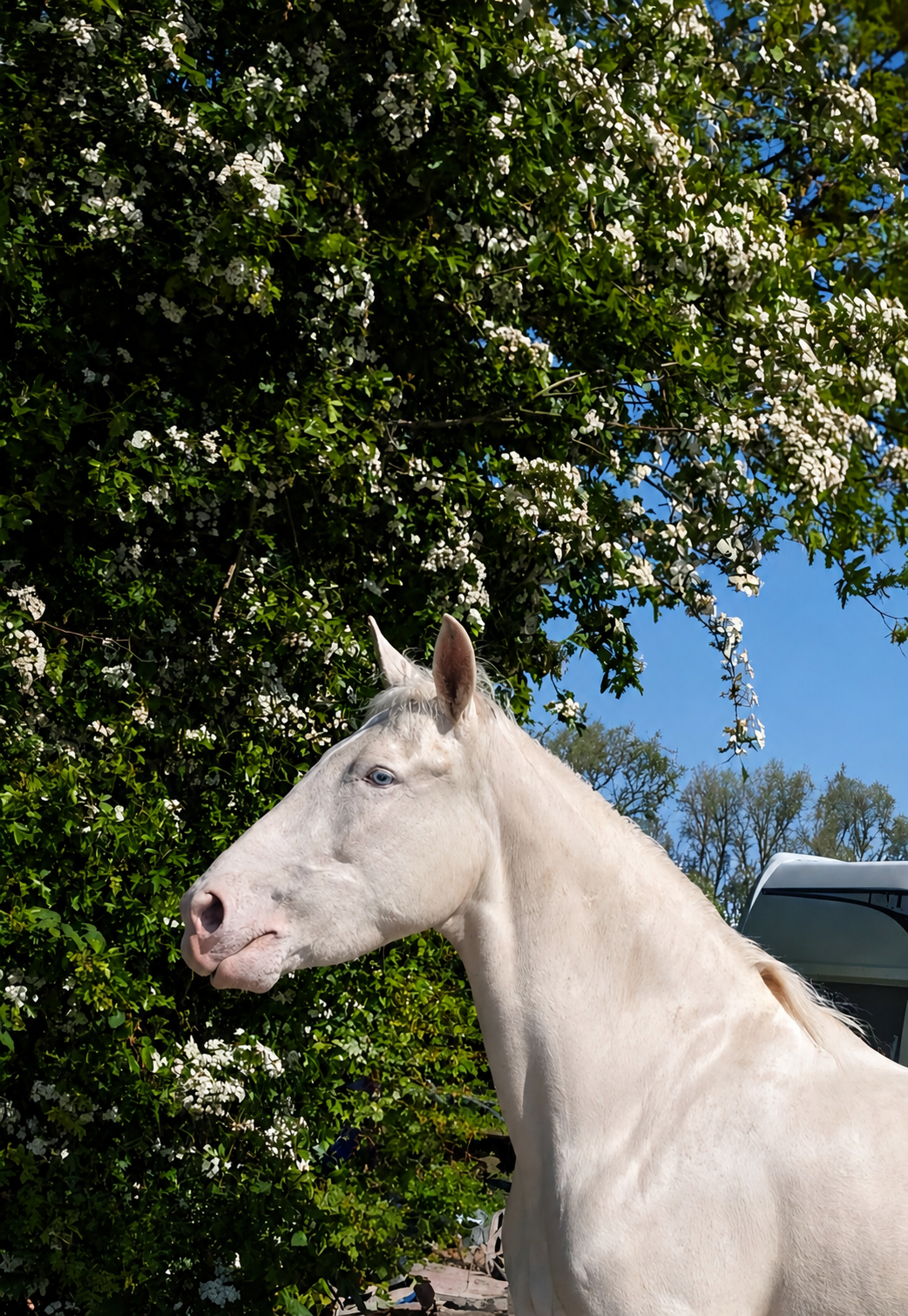 Special cremello mare seeks experienced rider ⭐
