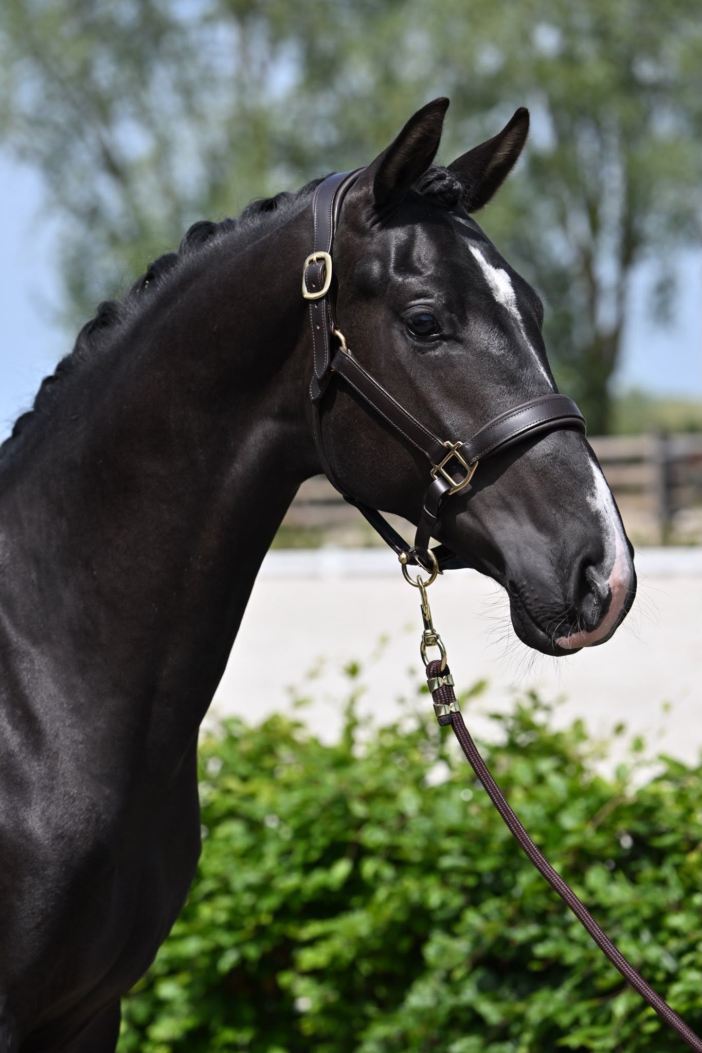 Snygg 2-årig hingst