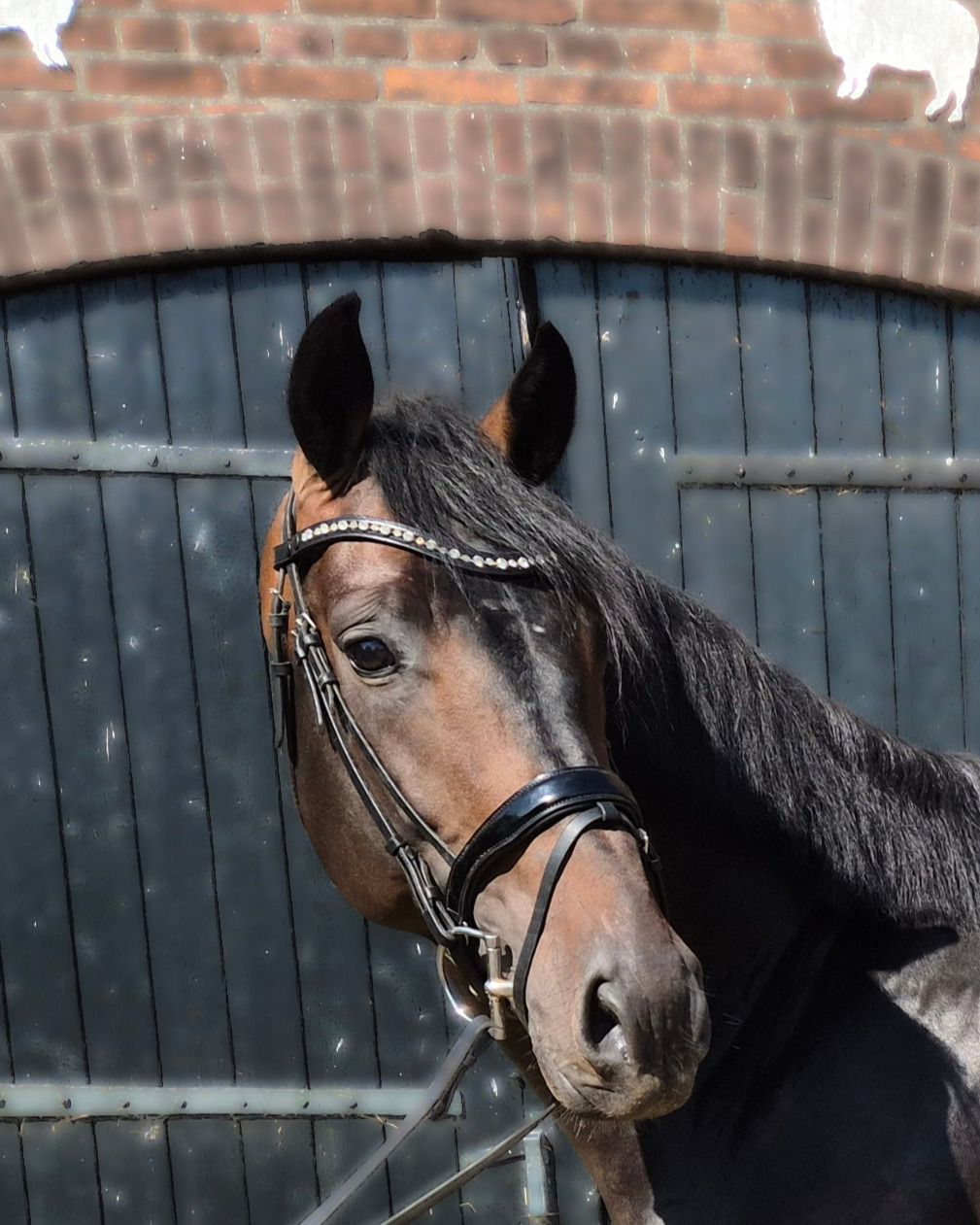 kwpn dressuurpaard hengst 5 Jahre alt donkerbruin zu verkaufen - Foto 2