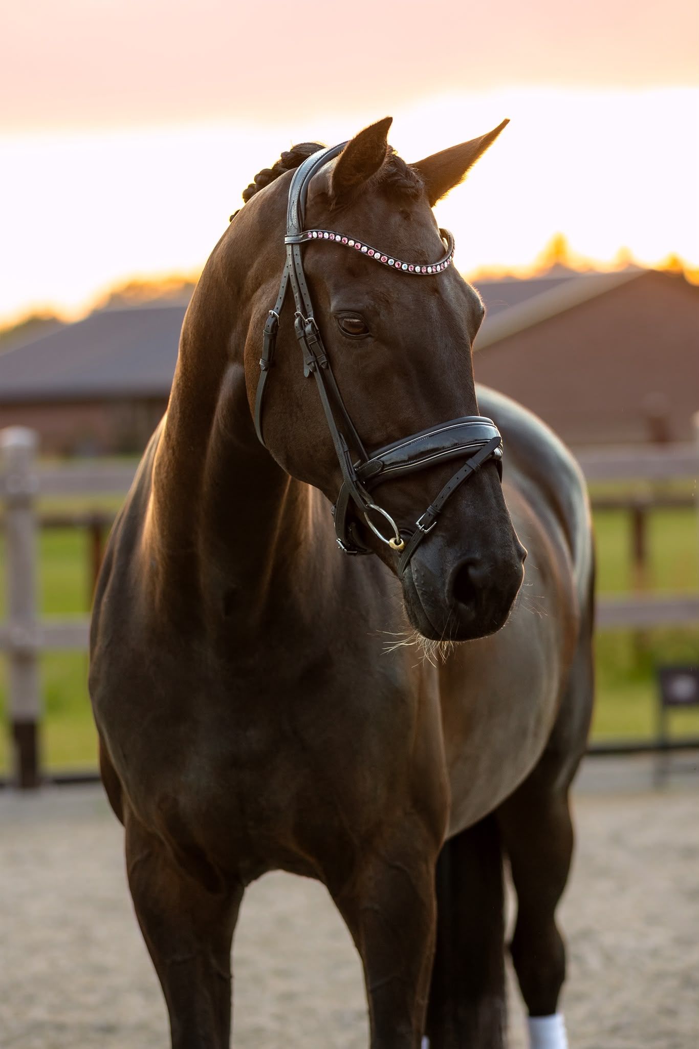 kwpn dressuurpaard merrie 10 years old zwart for sale - Photo 2