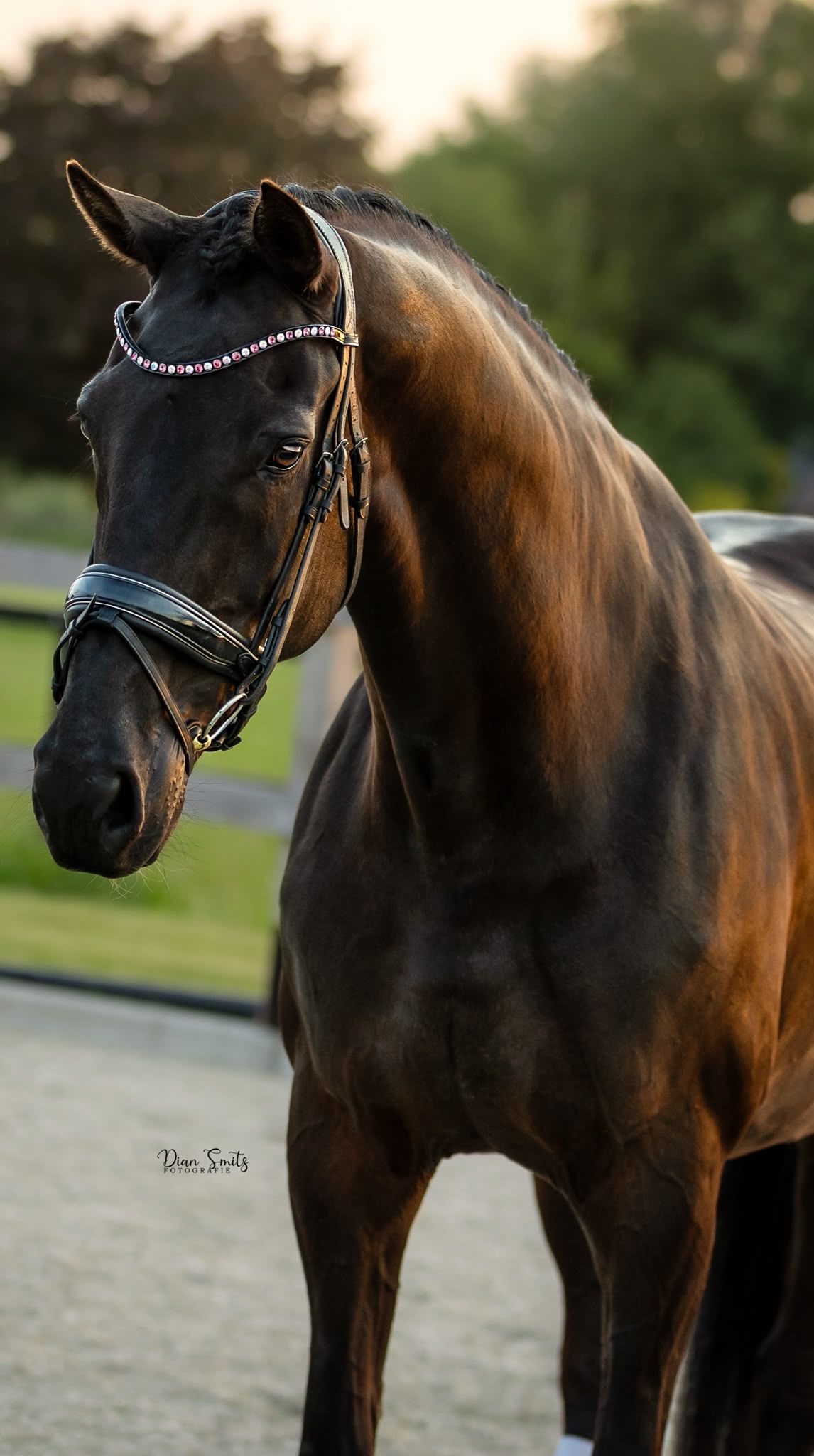 kwpn dressuurpaard merrie 10 years old zwart for sale - Photo 3