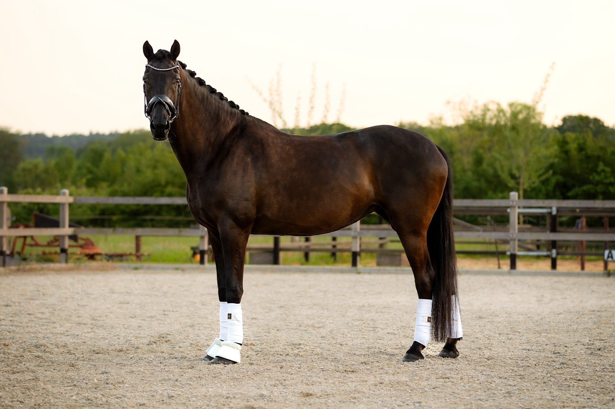 kwpn dressuurpaard merrie 10 years old zwart for sale - Photo 4